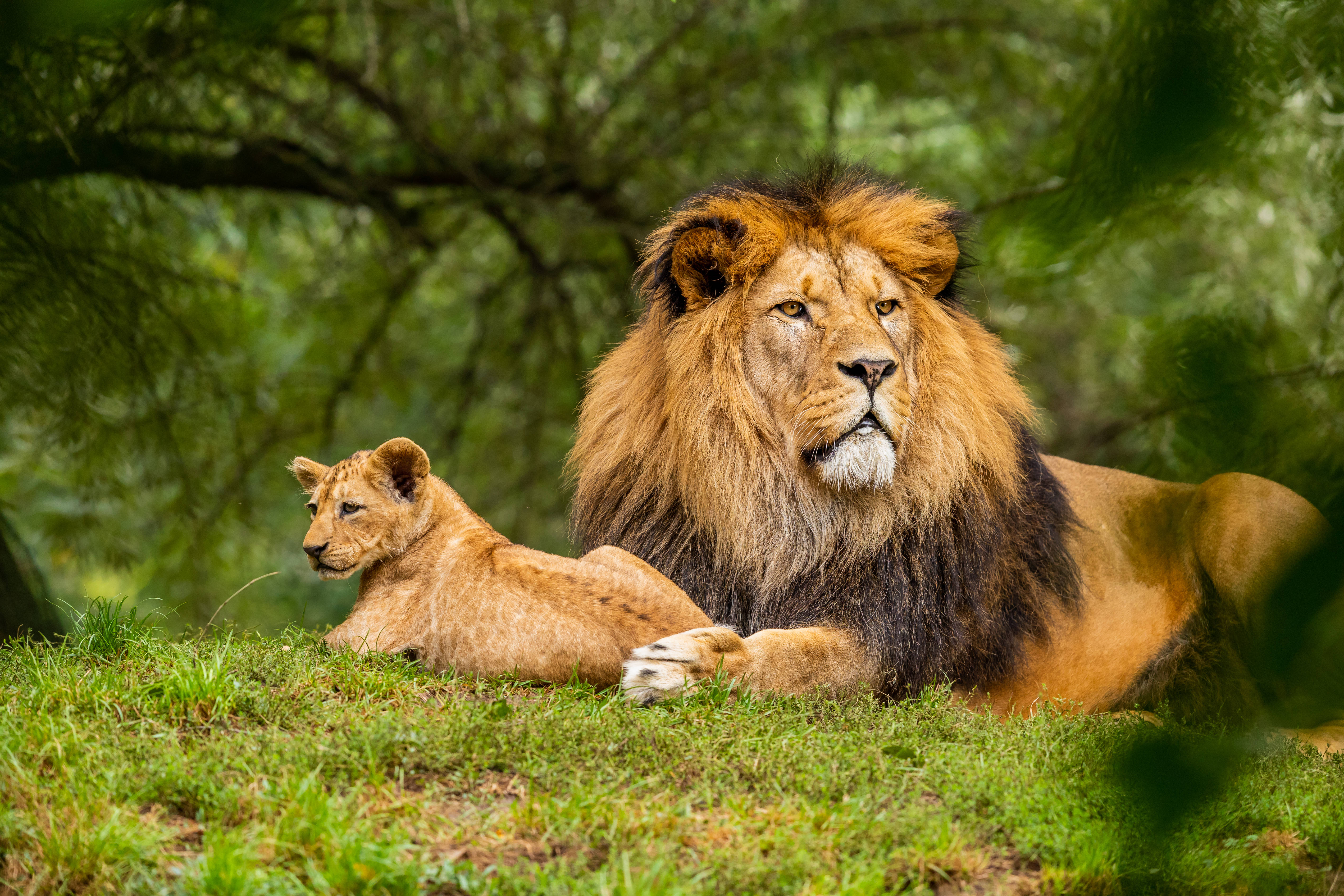 lion cub, adult male lion, full mane, 5K Desktop Wallpaper