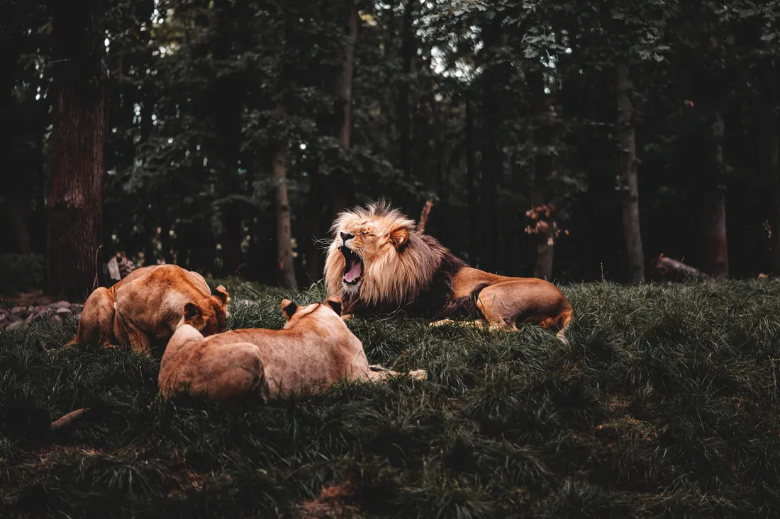 Lion Desktop