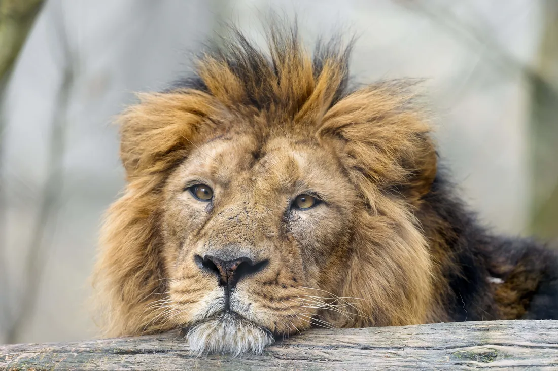 Lion Face