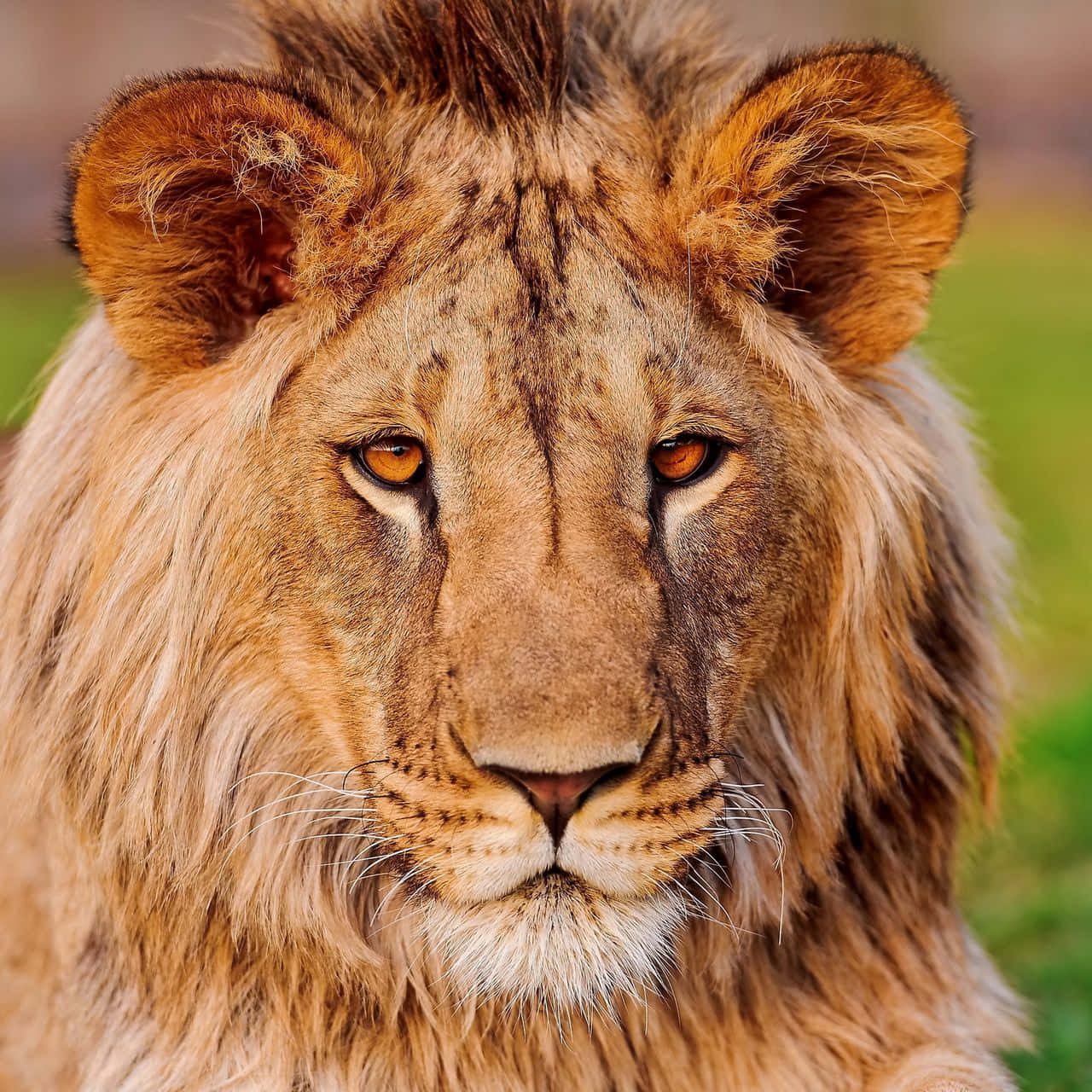 orange eyed lion face, majestic male lion, thick golden mane, HD Desktop Wallpaper