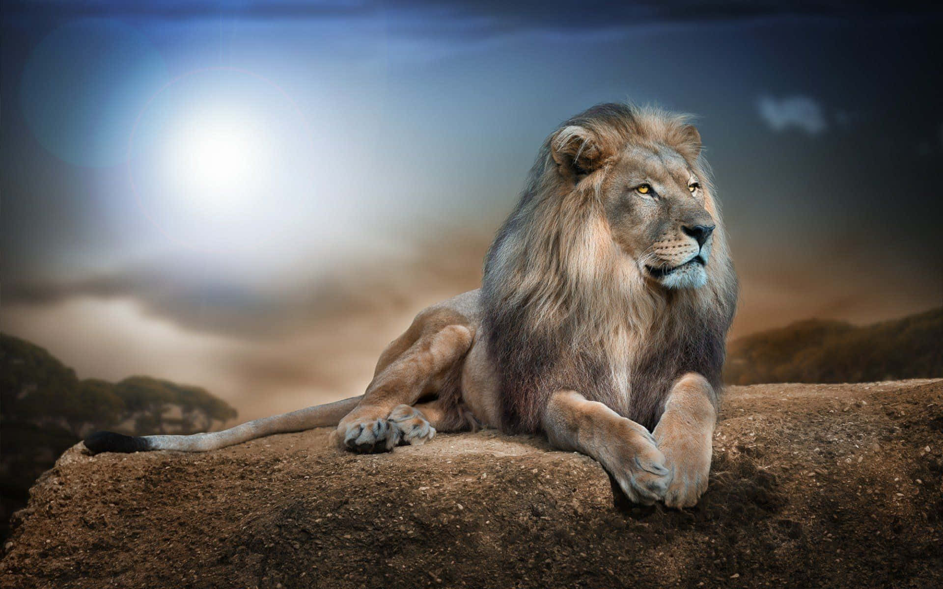 Lion Face, sun, rocky outcrop, Full HD Desktop Wallpaper