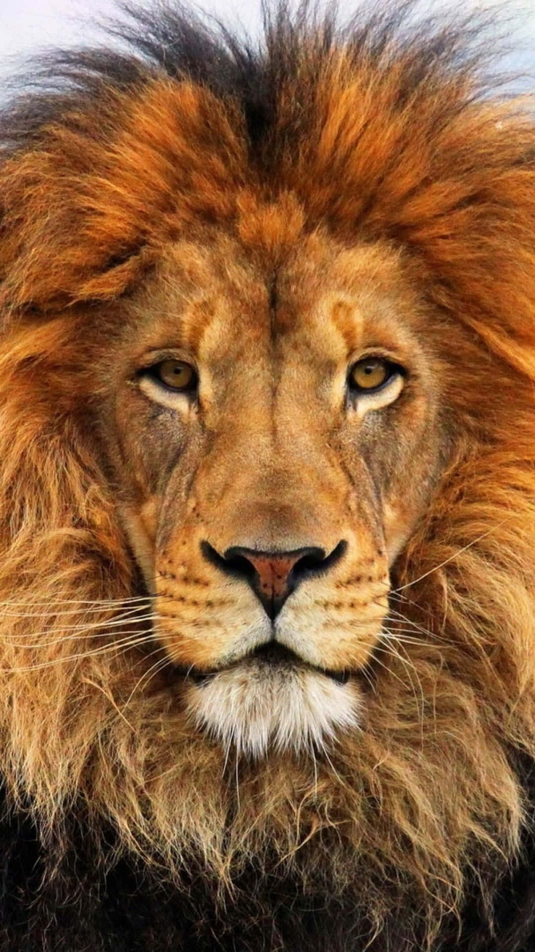 brown lion face, majestic male lion, thick golden mane, Full HD Phone Wallpaper