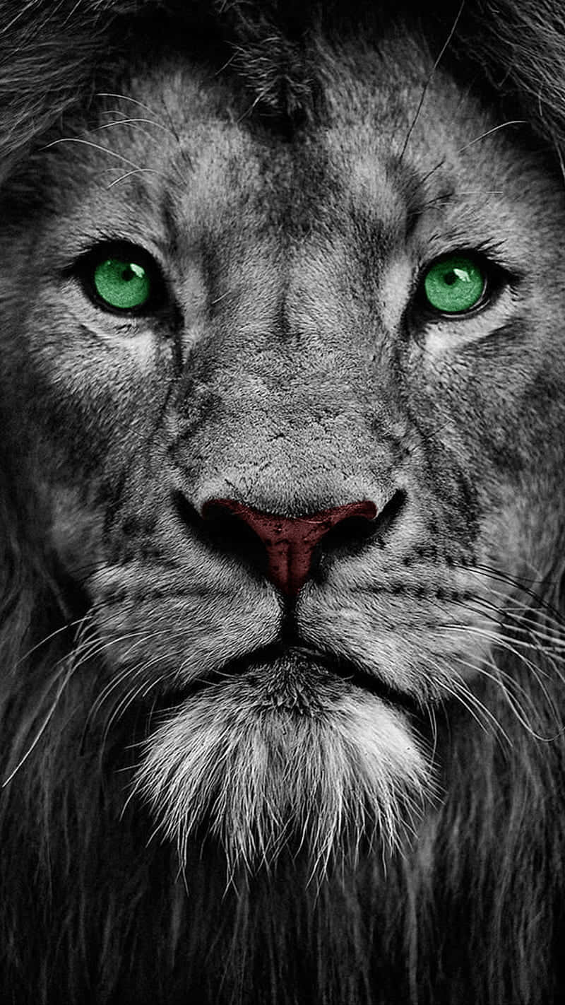 lion, green eyes, monochrome fur, HD Phone Wallpaper