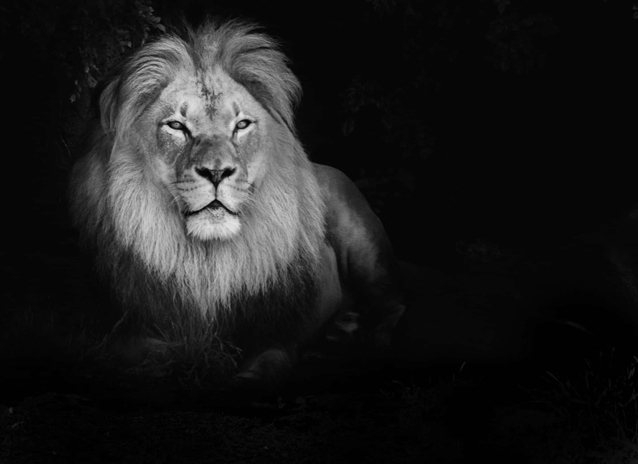 Black And White Sitting Lion, majestic male lion, full mane, Full HD Desktop Wallpaper