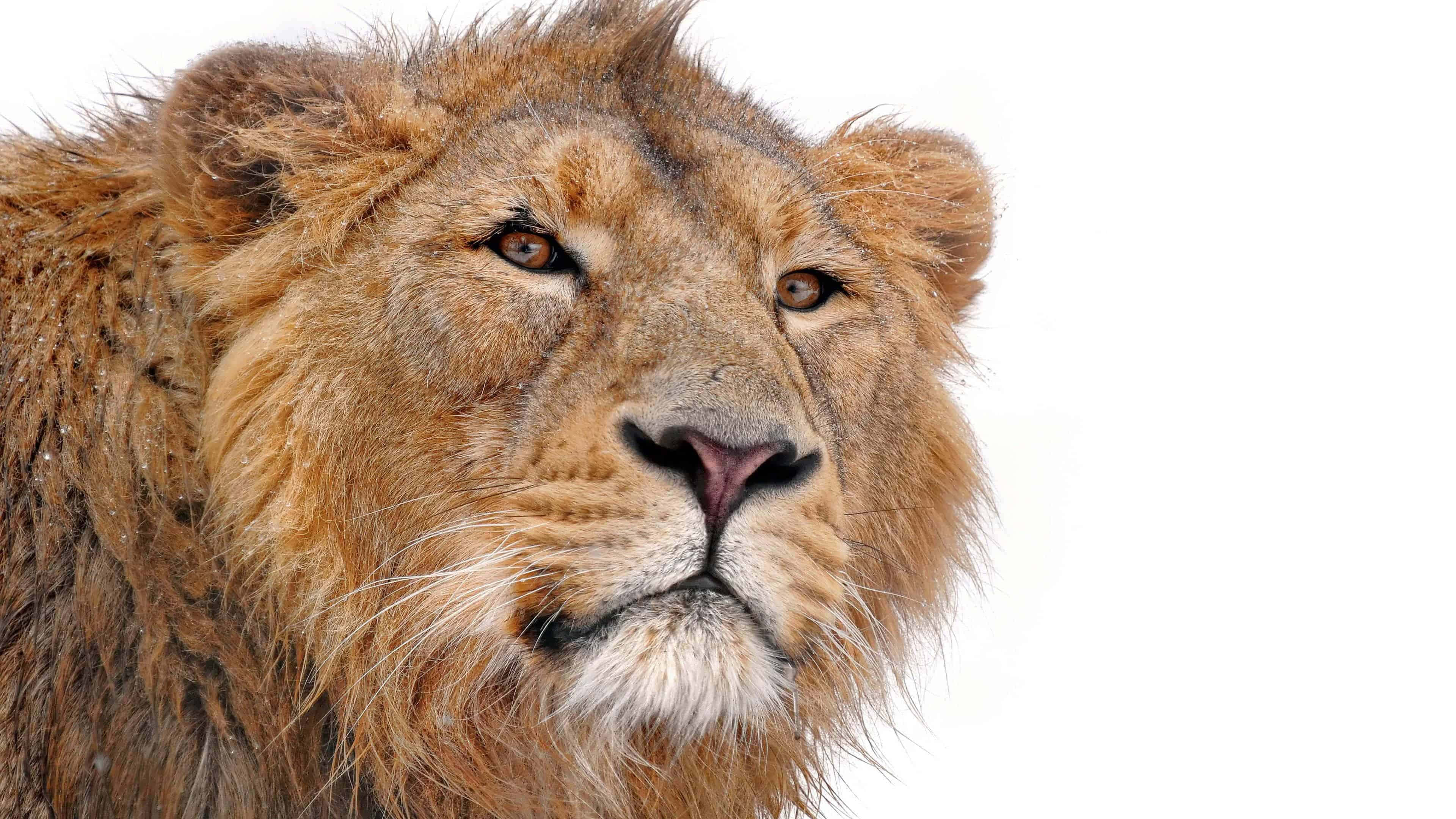 Lion Face, small ears, golden mane, 4K Desktop Wallpaper
