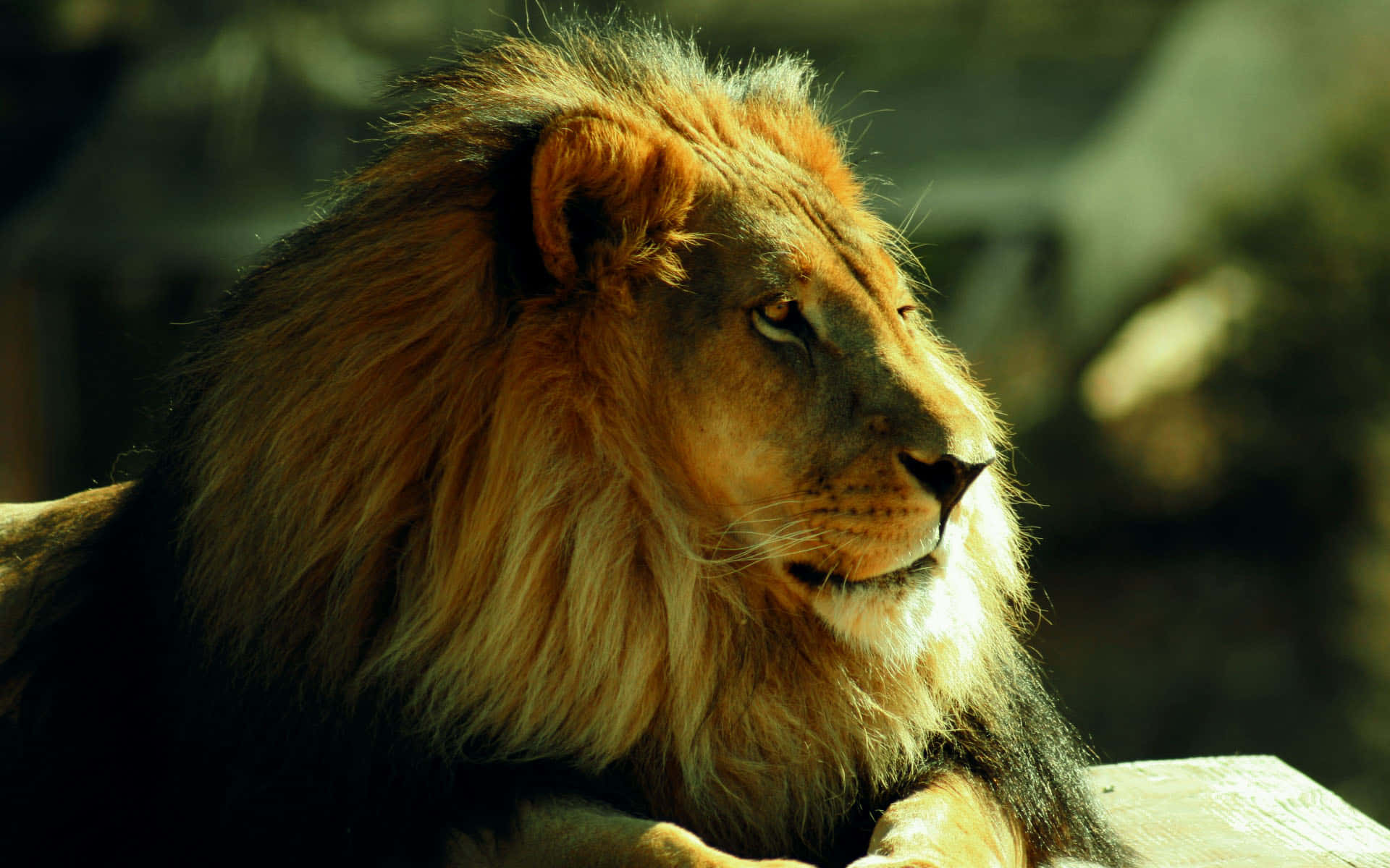 Calm Lion Face, majestic male lion, thick golden mane, Full HD Desktop Wallpaper