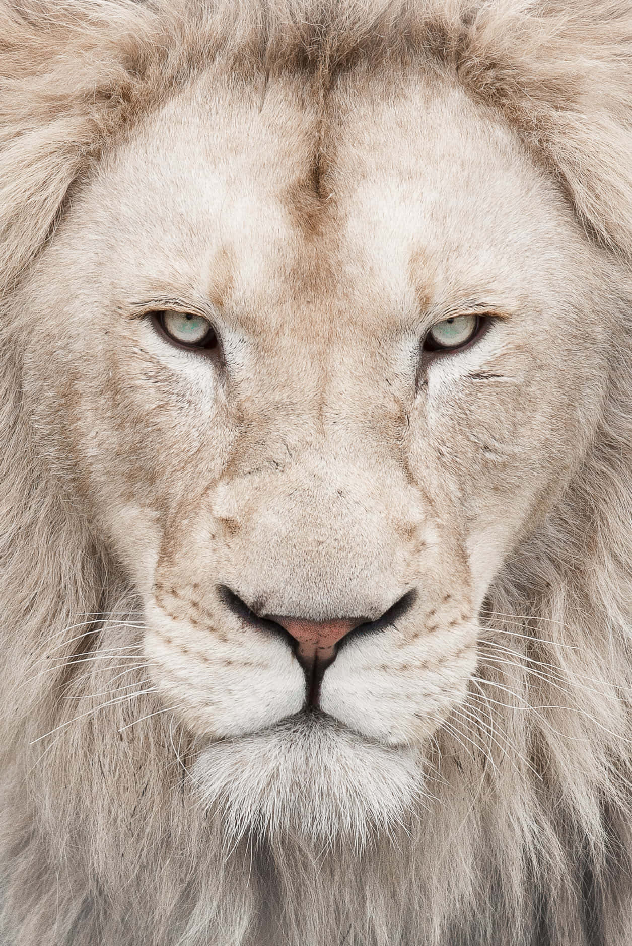 white lion face, piercing green eyes, close-up, HD Phone Wallpaper