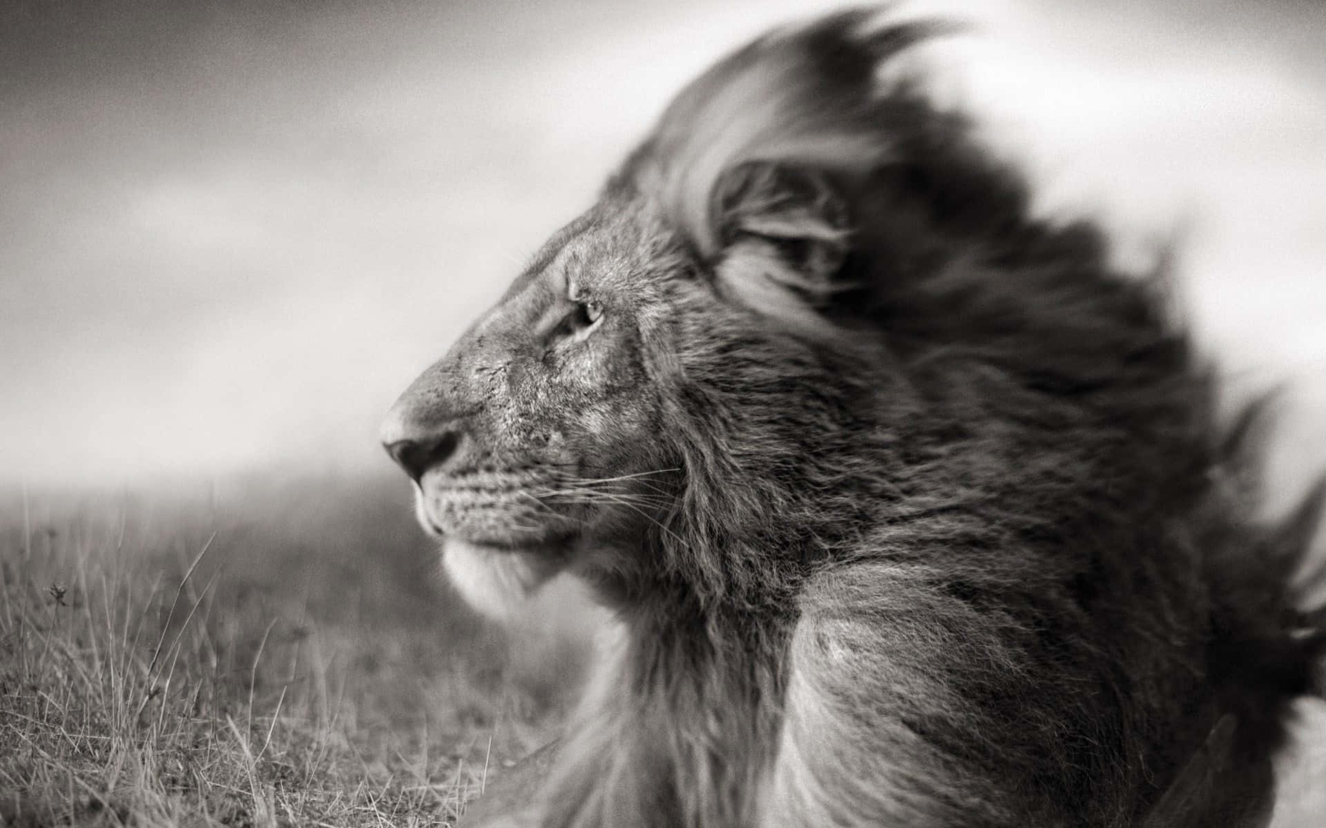 Monochrome Lion Face, lion, black and white, Full HD Desktop Wallpaper