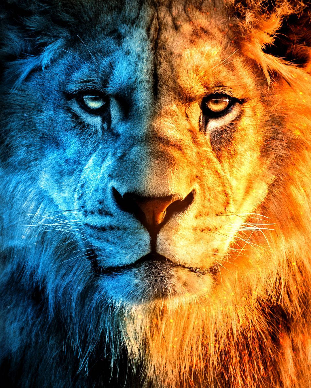 Lion Face, cool blue light, warm golden light, HD Phone Wallpaper