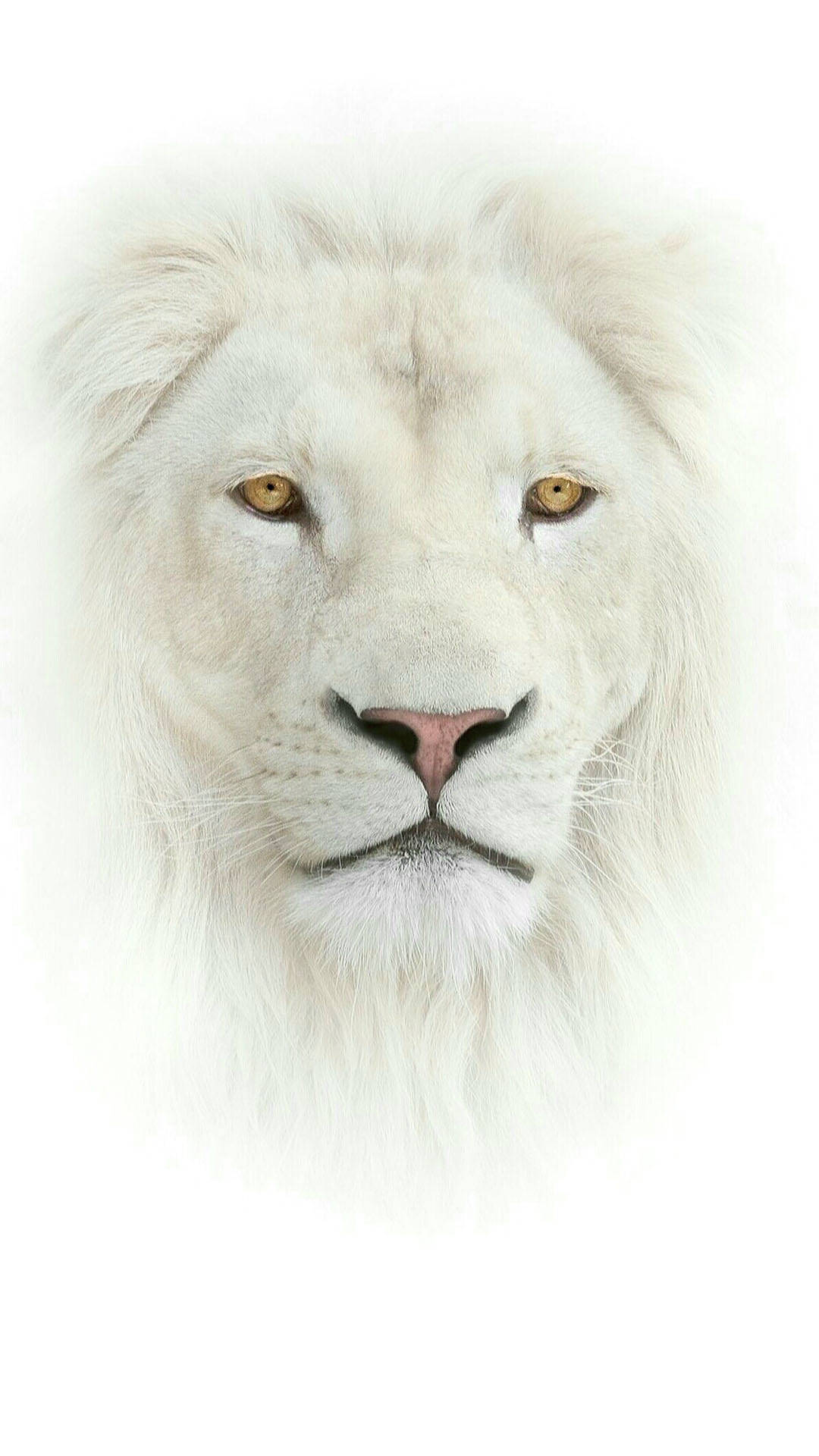 white lion, golden eyes, pure white background, Full HD Phone Wallpaper