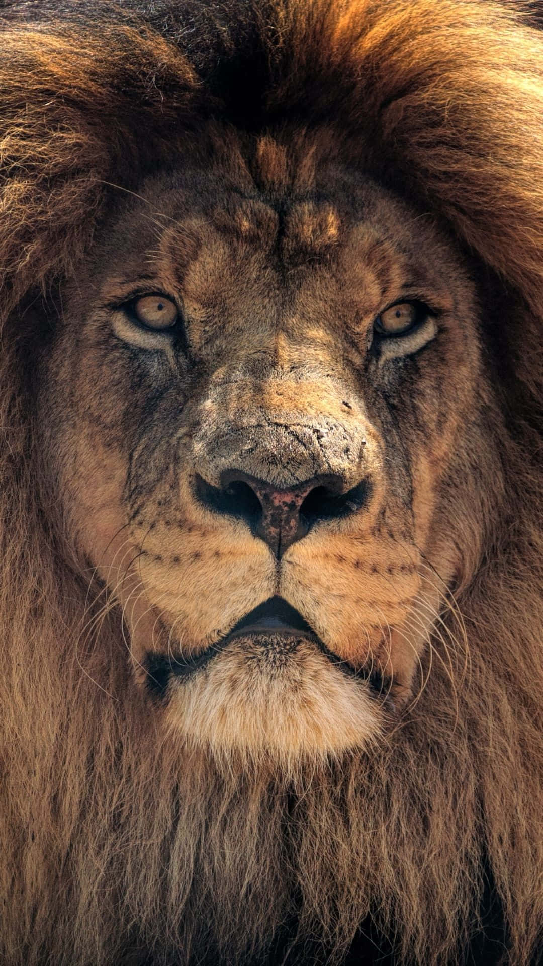 Lion Face, majestic male lion, thick golden mane, Full HD Phone Wallpaper