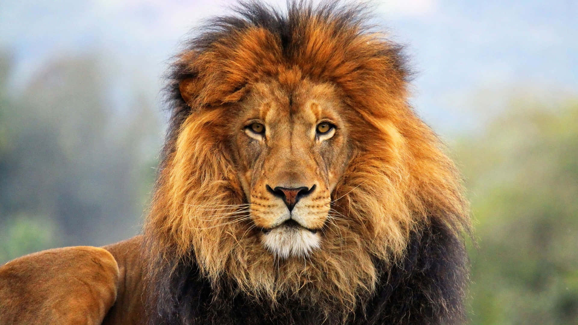 black brown mane lion face, thick golden mane, majestic male lion, Full HD Desktop Wallpaper