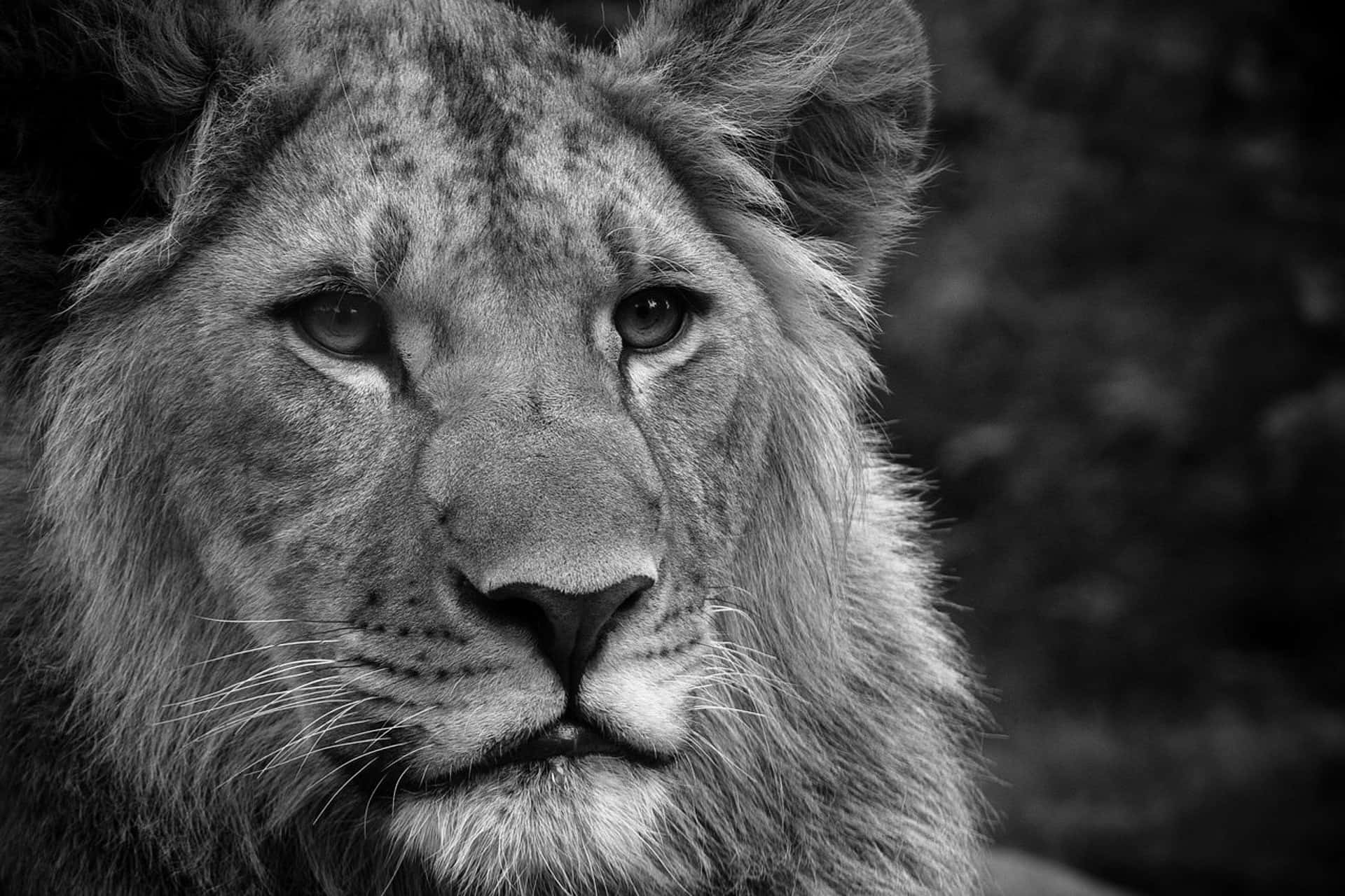 black and white lion face, male lion, intense gaze, Full HD Desktop Wallpaper
