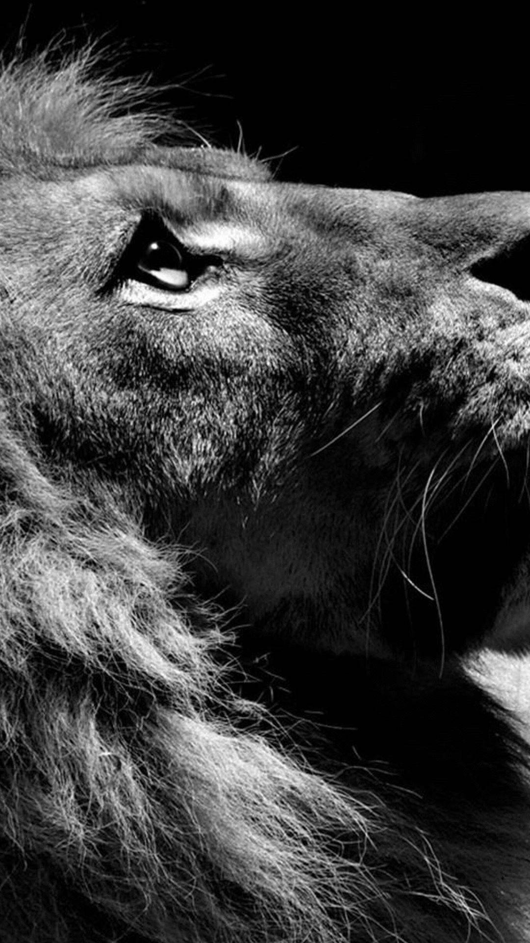 male lion, close-up, intense gaze, Full HD Phone Wallpaper