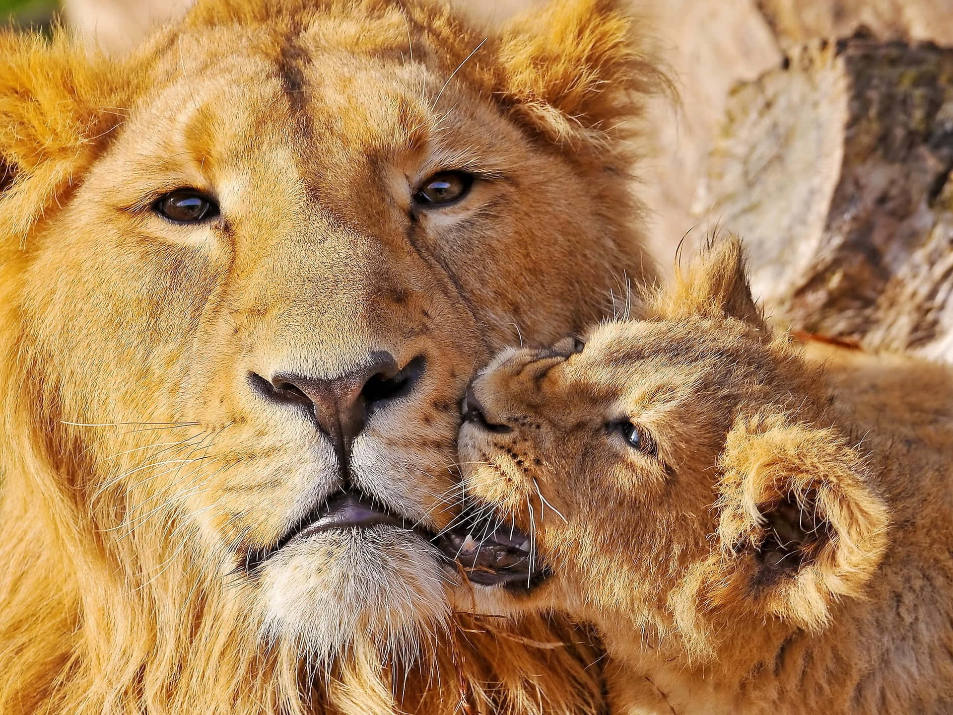 Lion Face, cub, lioness, Full HD Desktop Wallpaper