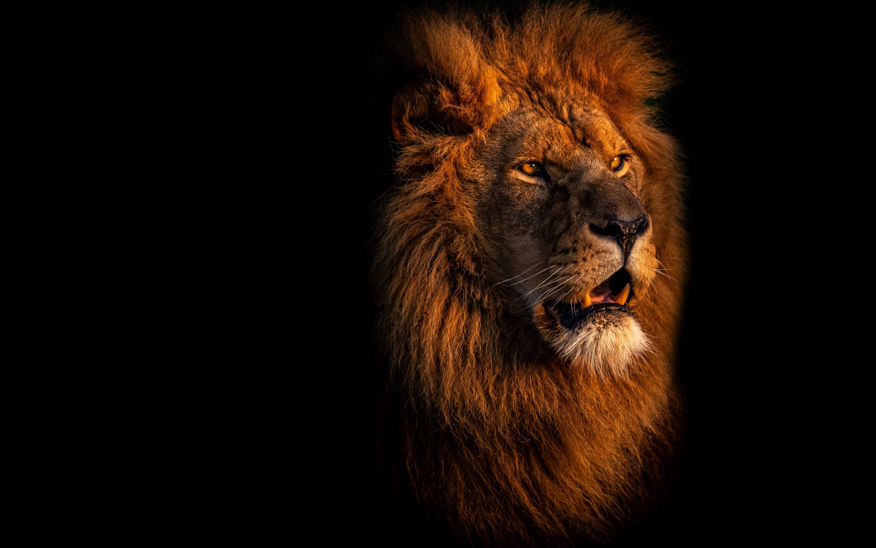 Dramatic Lion Laptop, majestic male lion, full golden mane, 2K Desktop Wallpaper
