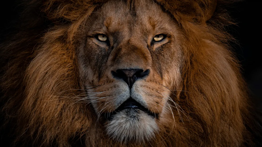 Lion Head