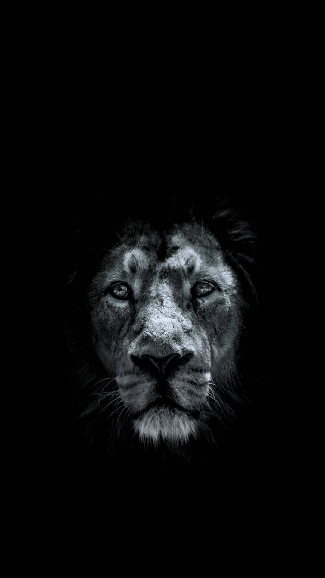 Lion iPhone, solid black, majestic lion's face, Full HD Phone Wallpaper