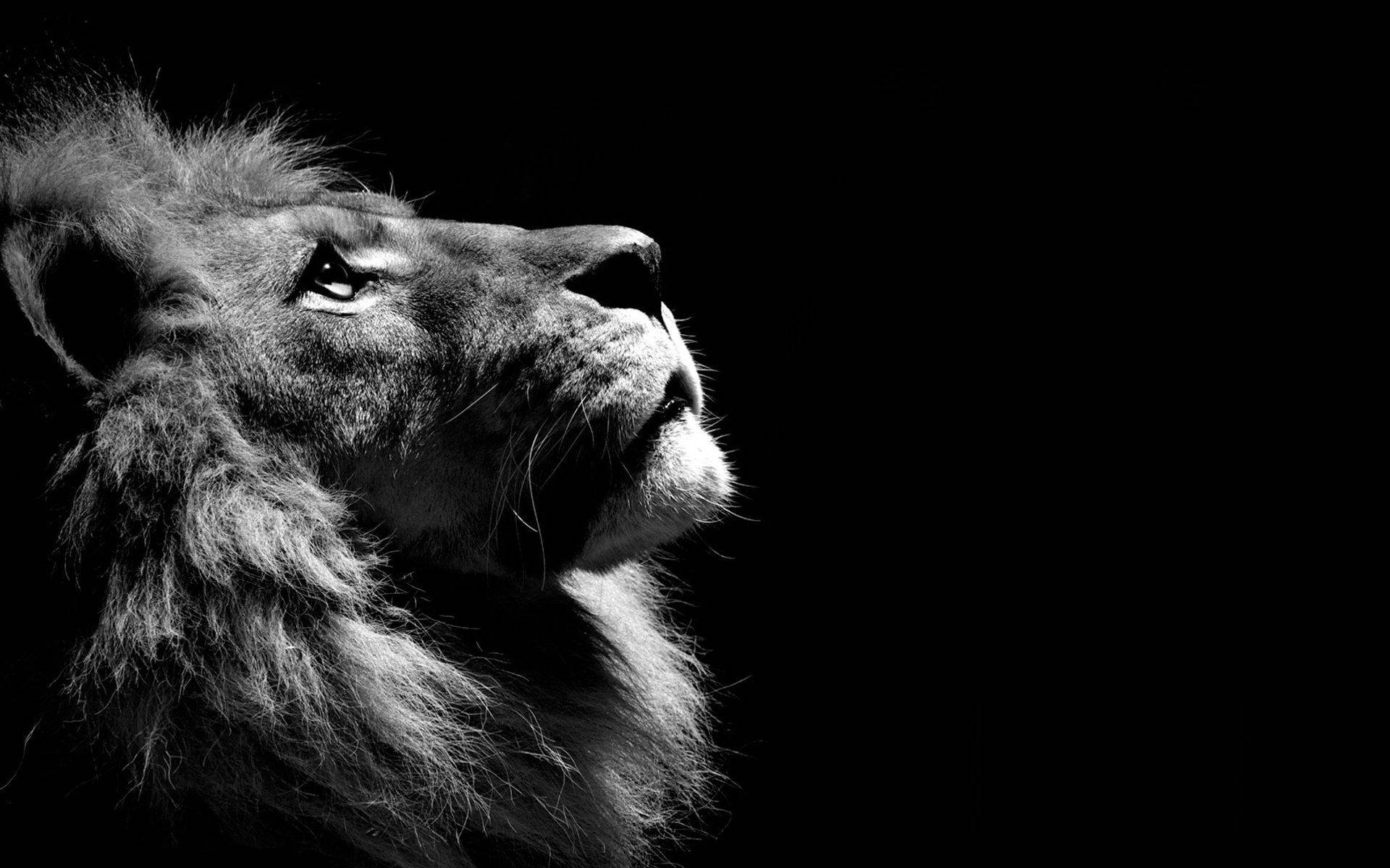 Lion Head, monochrome, black and white, Full HD Desktop Wallpaper