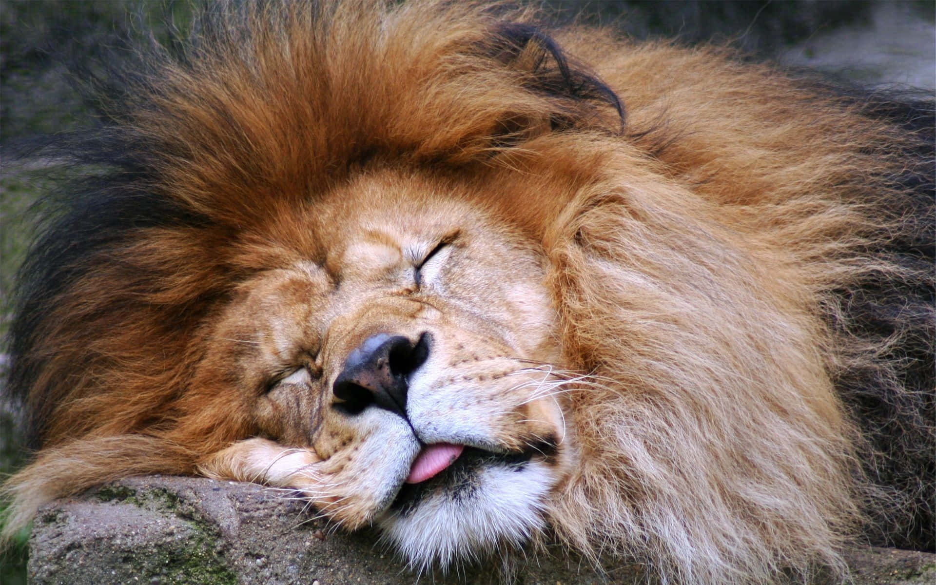 sleeping lion face, majestic male lion, thick golden mane, Full HD Desktop Wallpaper