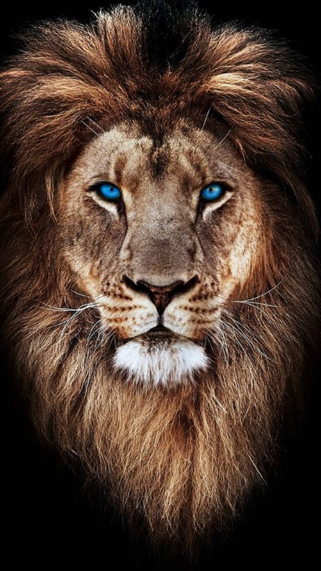 Lion Head, blue eyes, golden mane, Full HD Phone Wallpaper