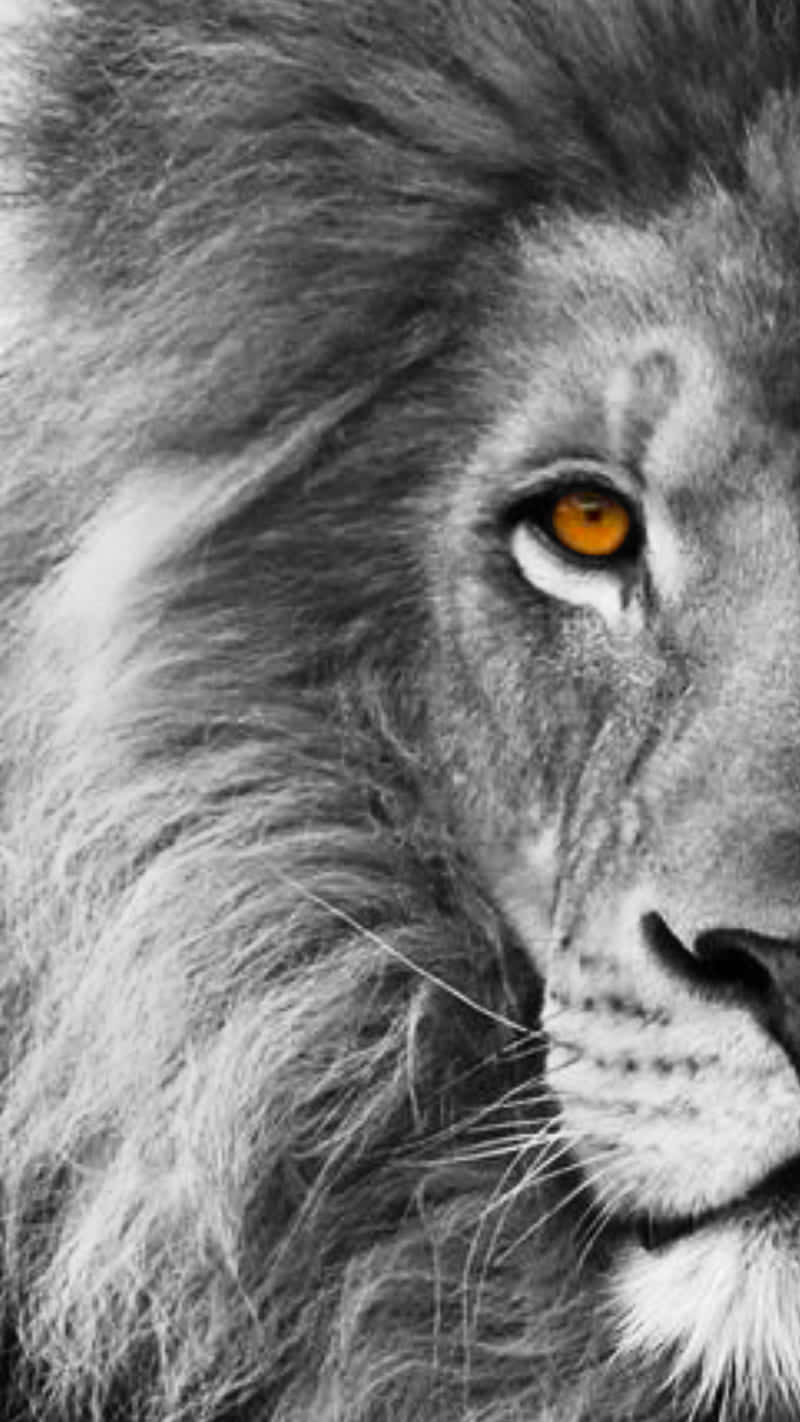 black and white lion, male lion, vivid orange eye, HD Phone Wallpaper