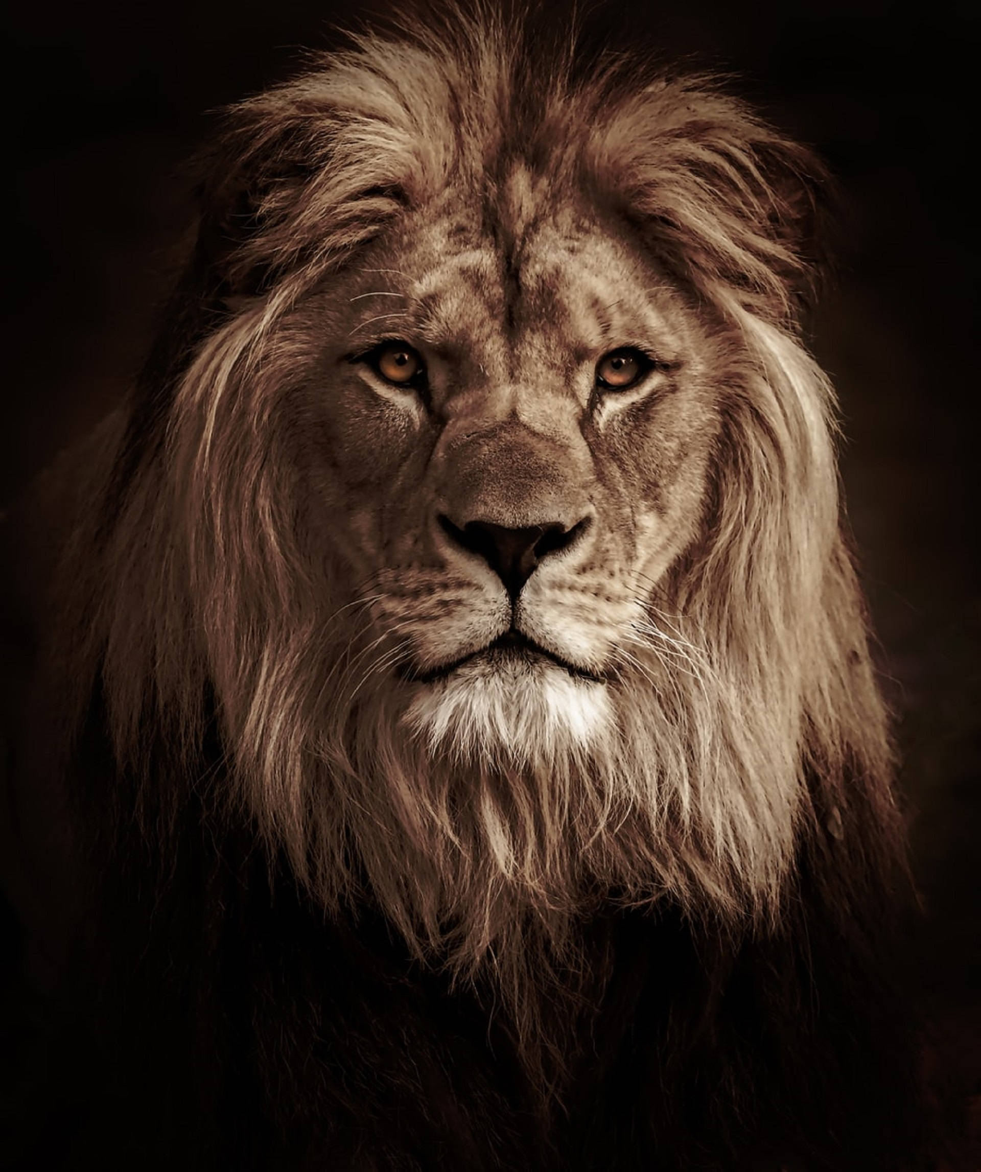 thick fur lion head, male lion, full mane, Full HD Phone Wallpaper