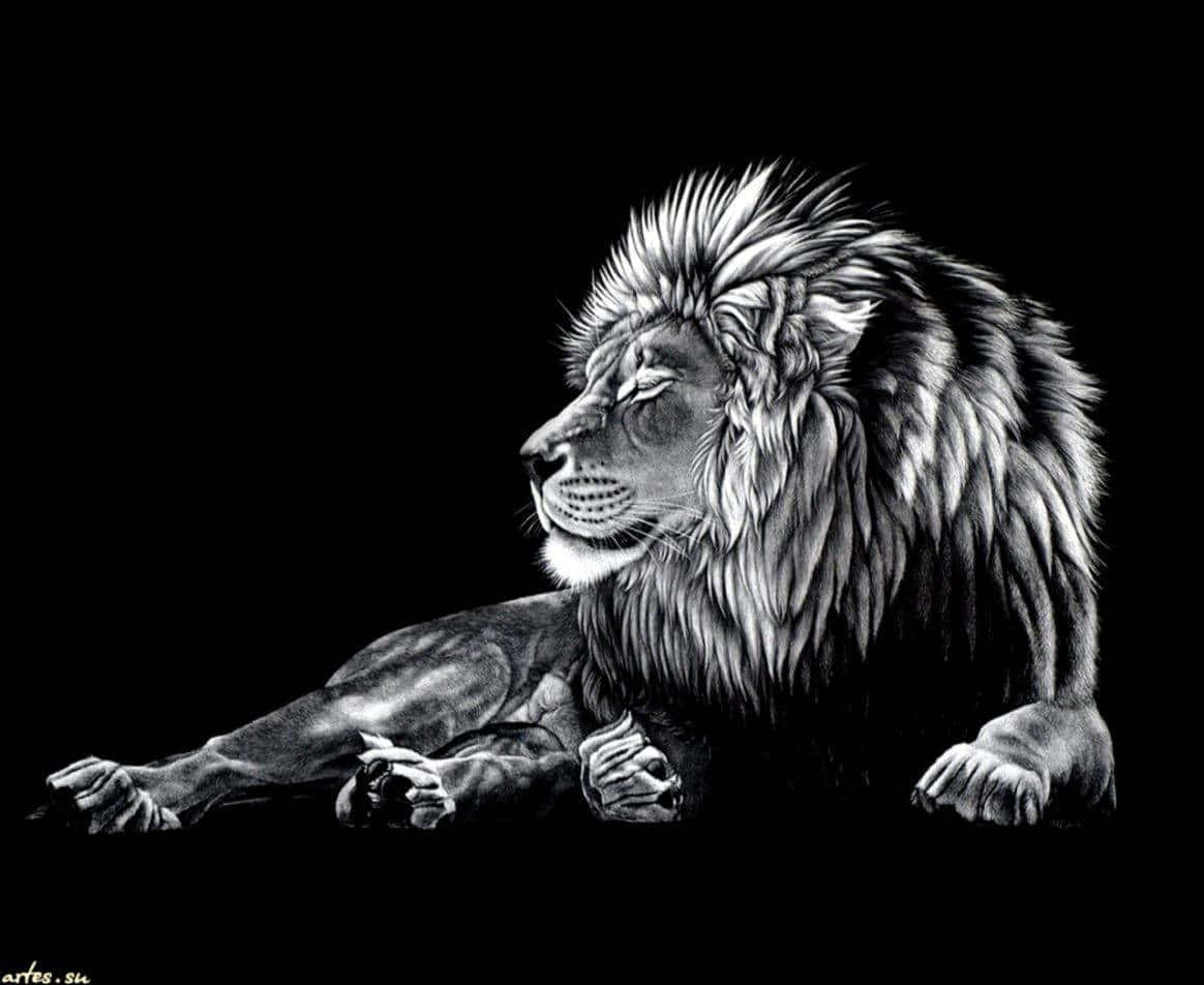 black and white lion, grayscale pencil art, stark black background, SD Desktop Wallpaper