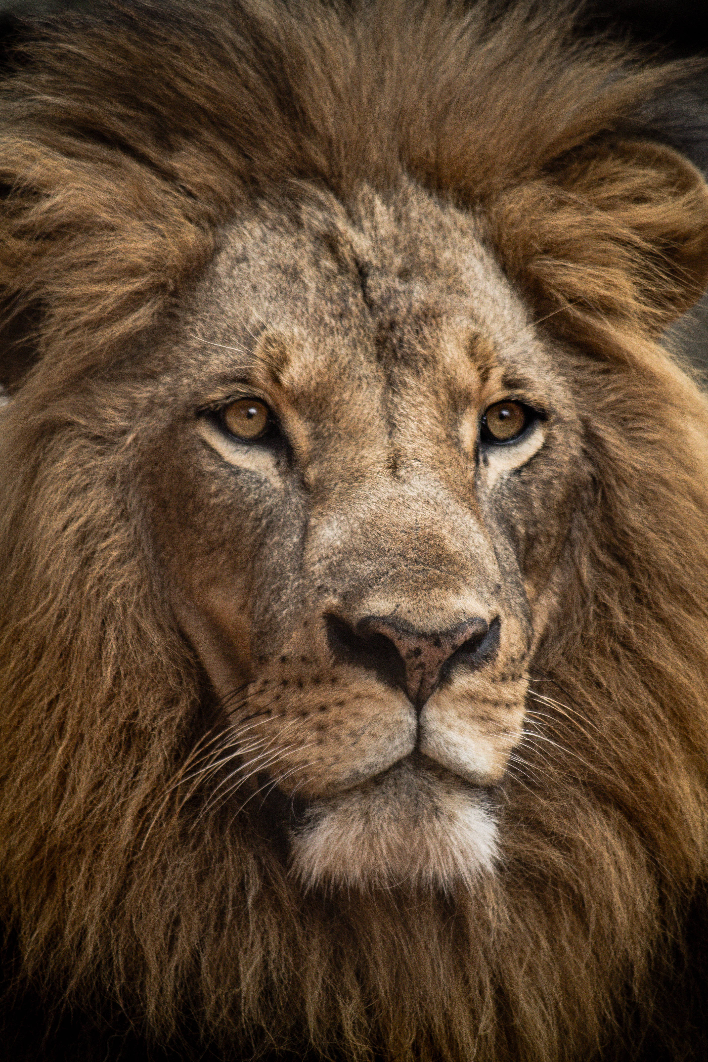 majestic king of jungle, dawn, male lion, 4K Phone Wallpaper
