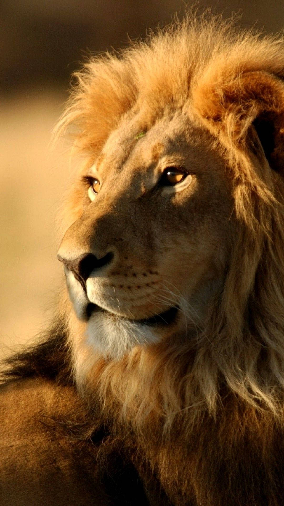 thick fur lion, golden mane, golden light, Full HD Phone Wallpaper