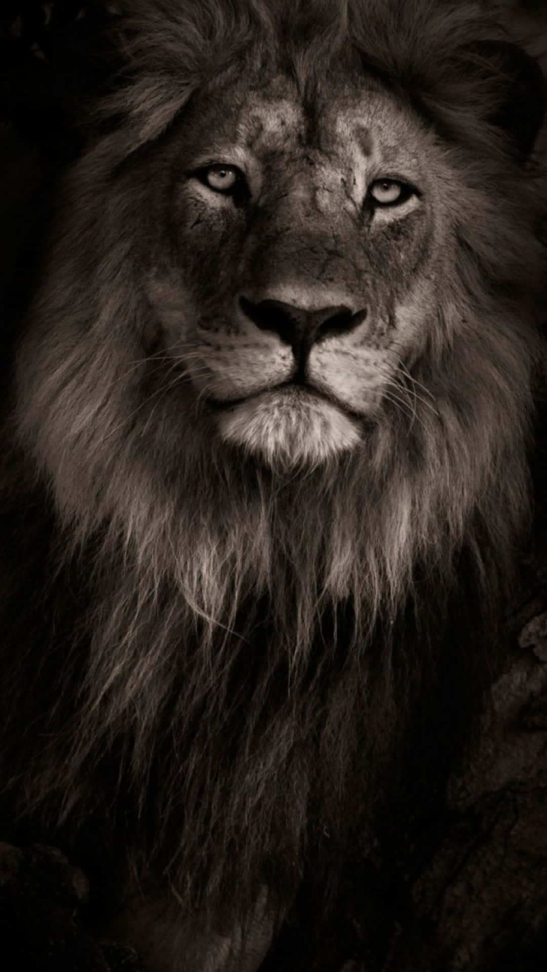 Dark Lion Face, lion, thick mane, Full HD Phone Wallpaper