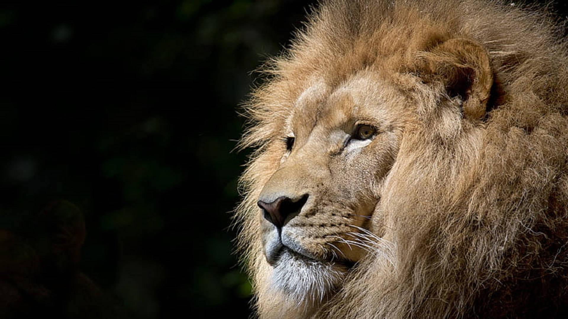 Lion Head, male lion, thick golden mane, Full HD Desktop Wallpaper