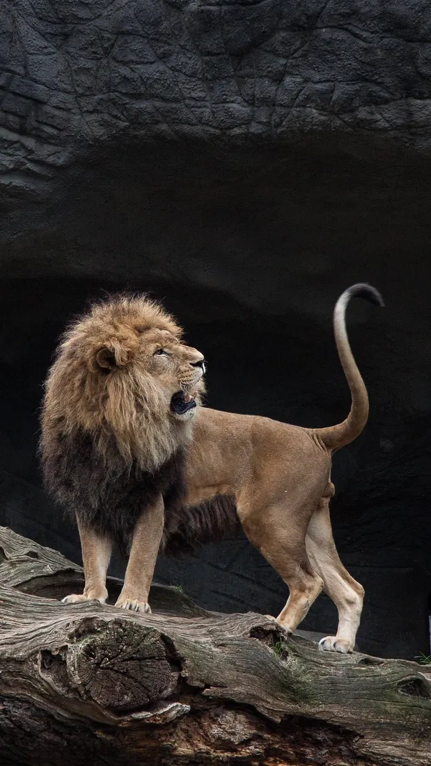 Lion iPhone
