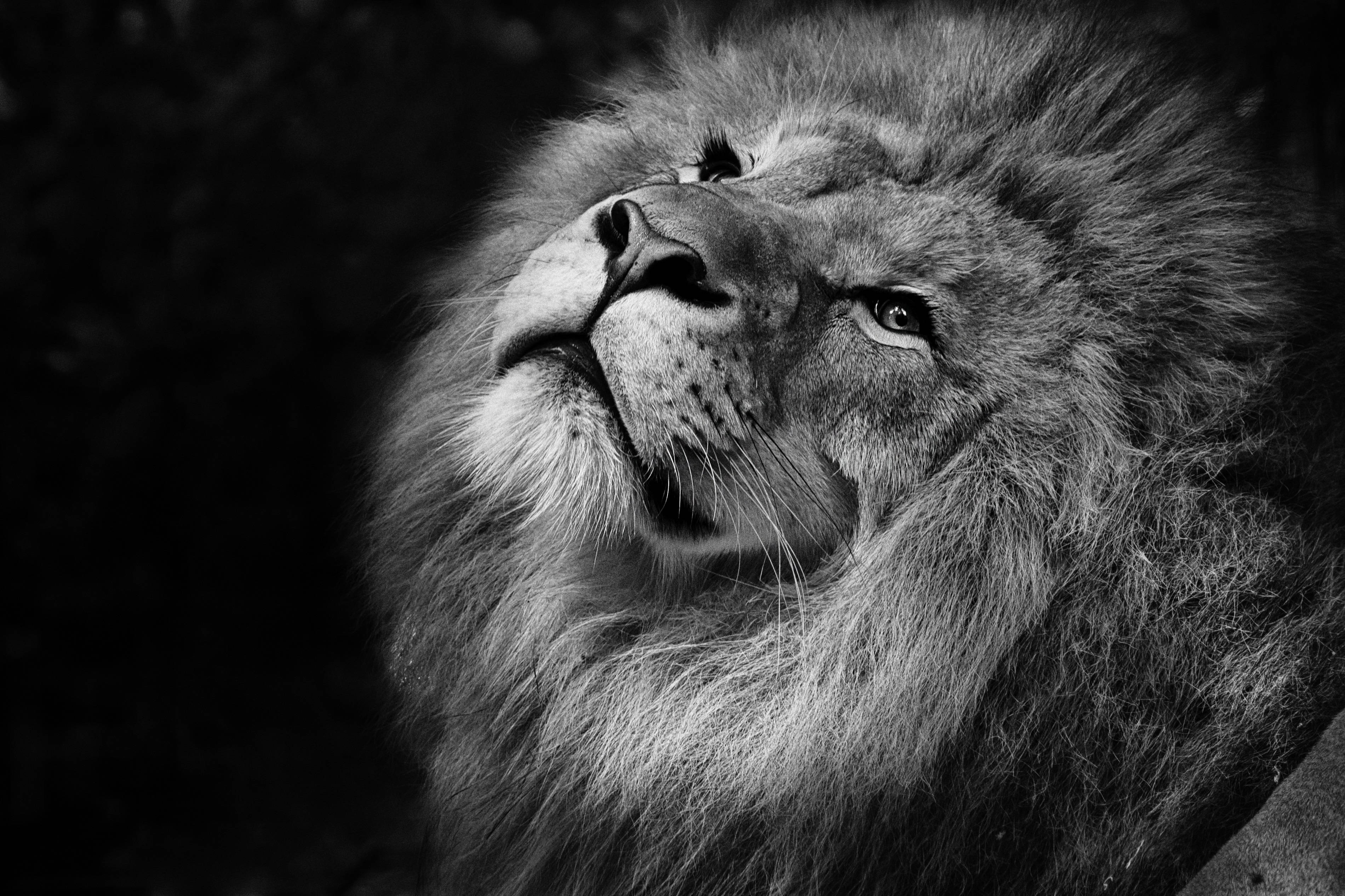 Lion King, Scar, black and white, 2K Desktop Wallpaper