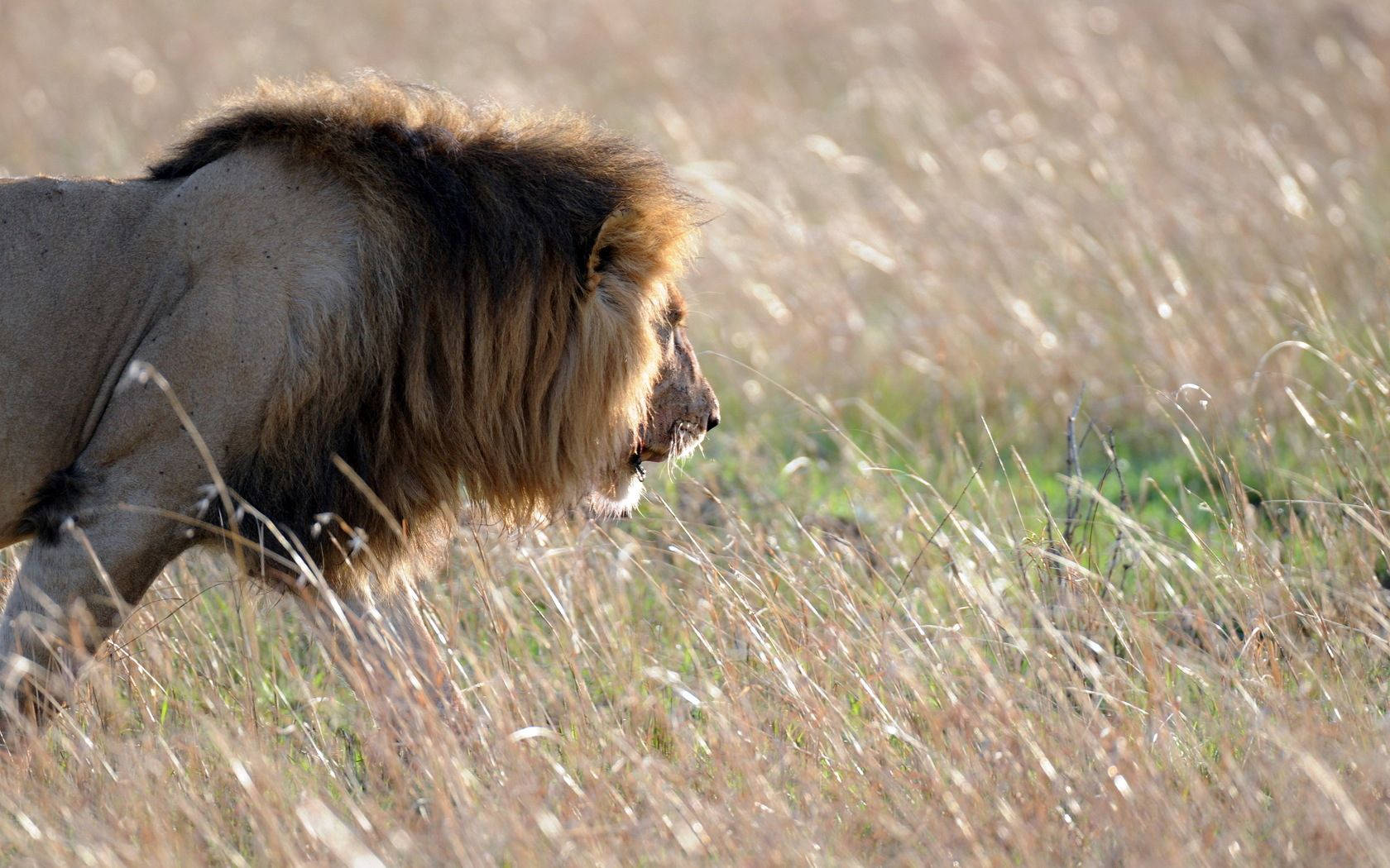 Lion King, male lion, thick mane, HD Desktop Wallpaper
