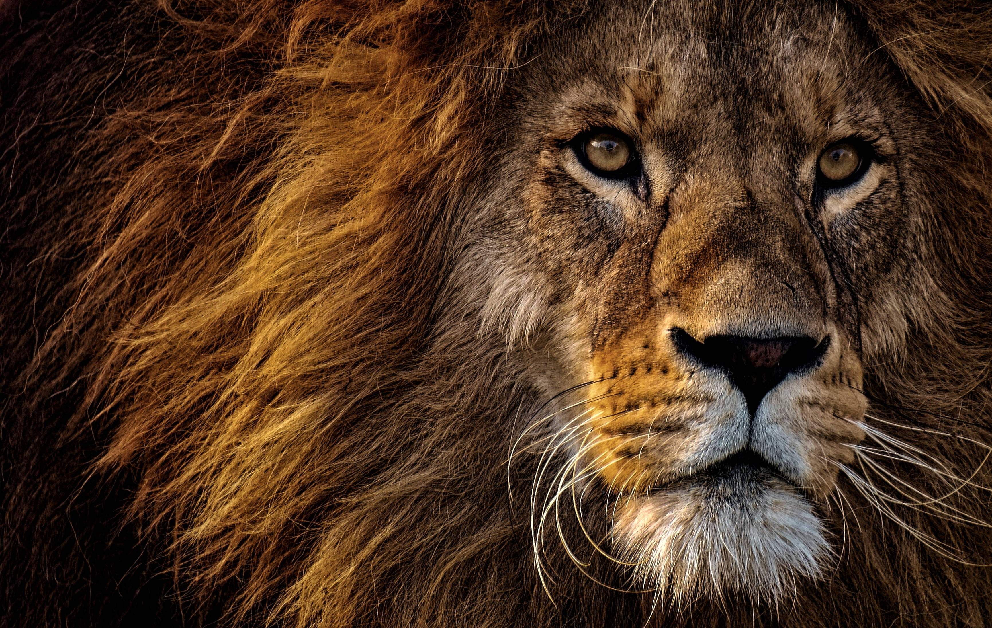Lion King, male lion, golden eyes, 2K Desktop Wallpaper