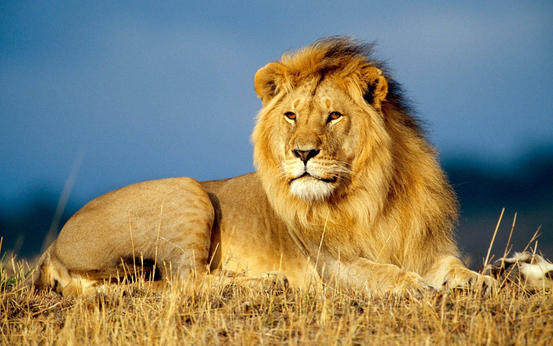 Lion King, golden mane, male lion, Full HD Desktop Wallpaper