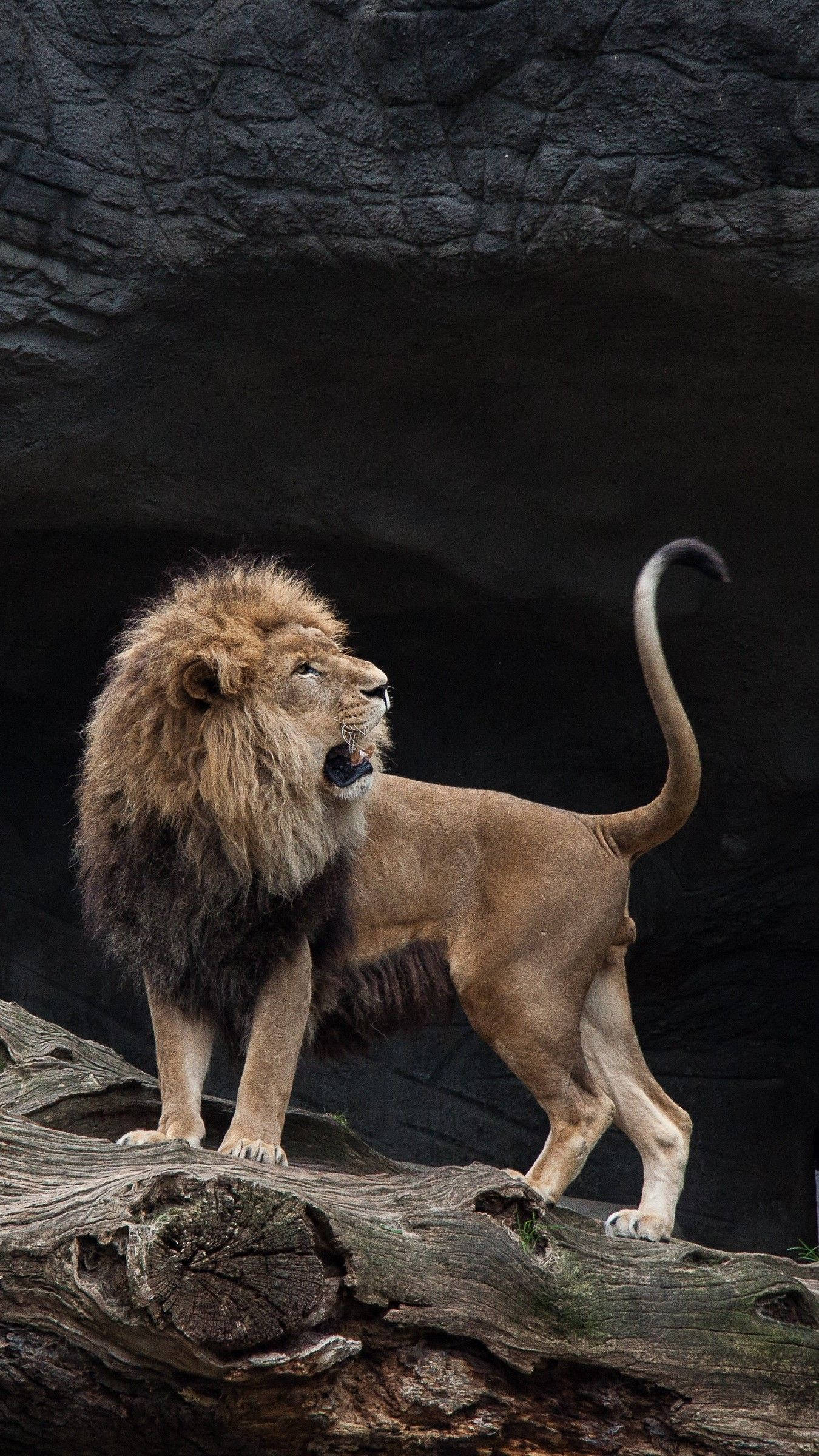 Fallen Tree Lion, lion, male lion, Full HD Phone Wallpaper