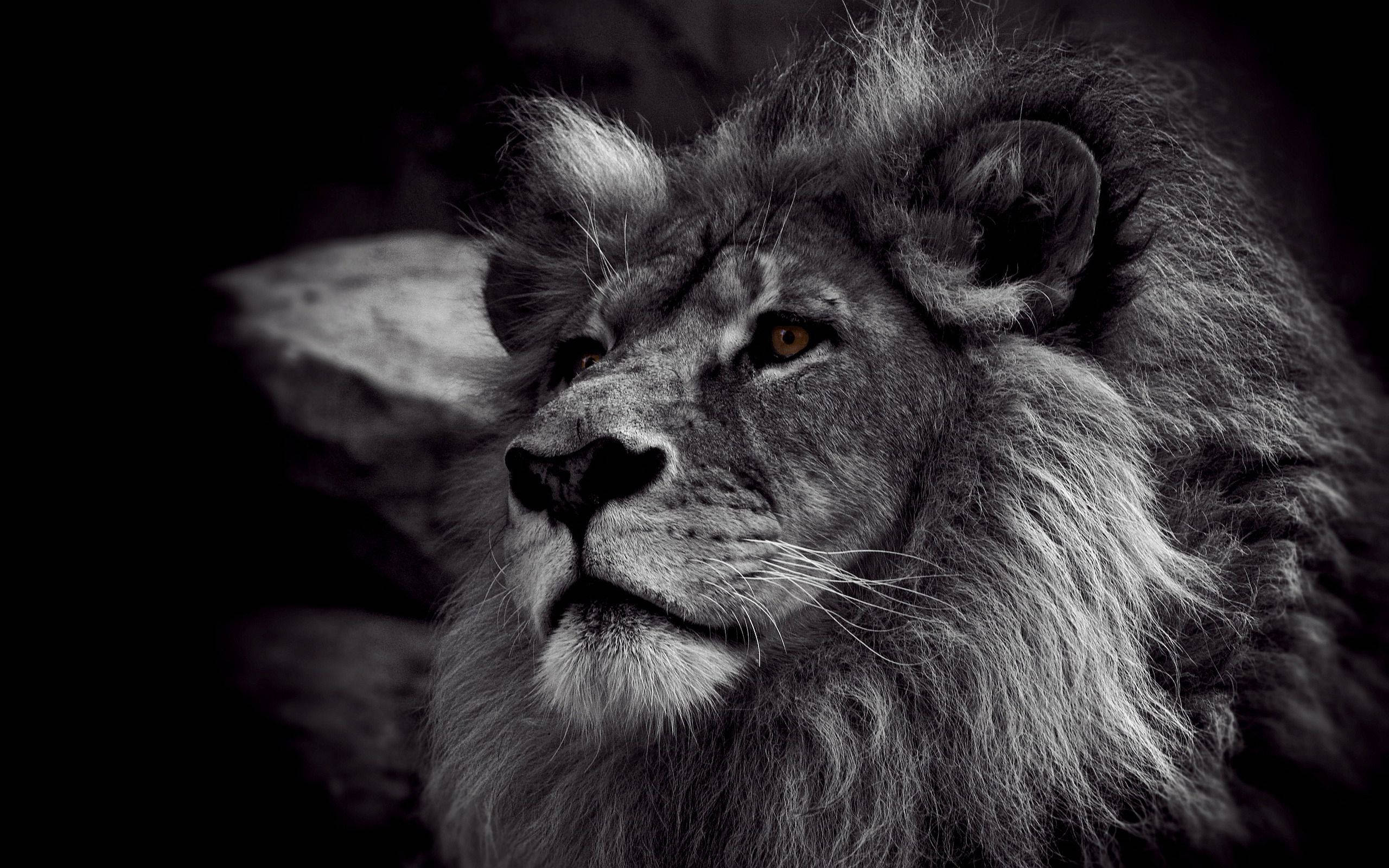 male lion, full mane, dark background, 2K Desktop Wallpaper