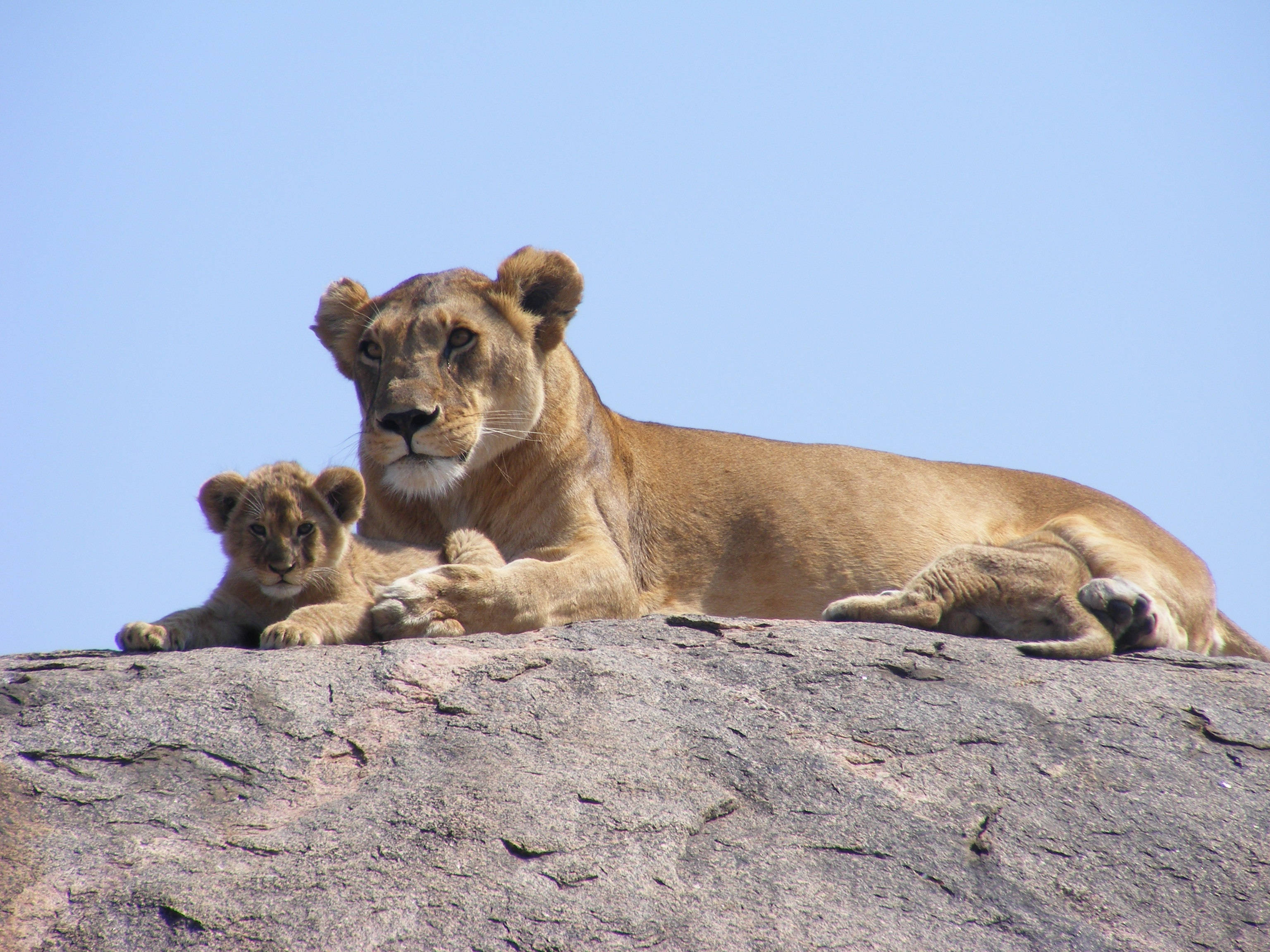 lioness, cub, rocky outcrop, 2K Desktop Wallpaper