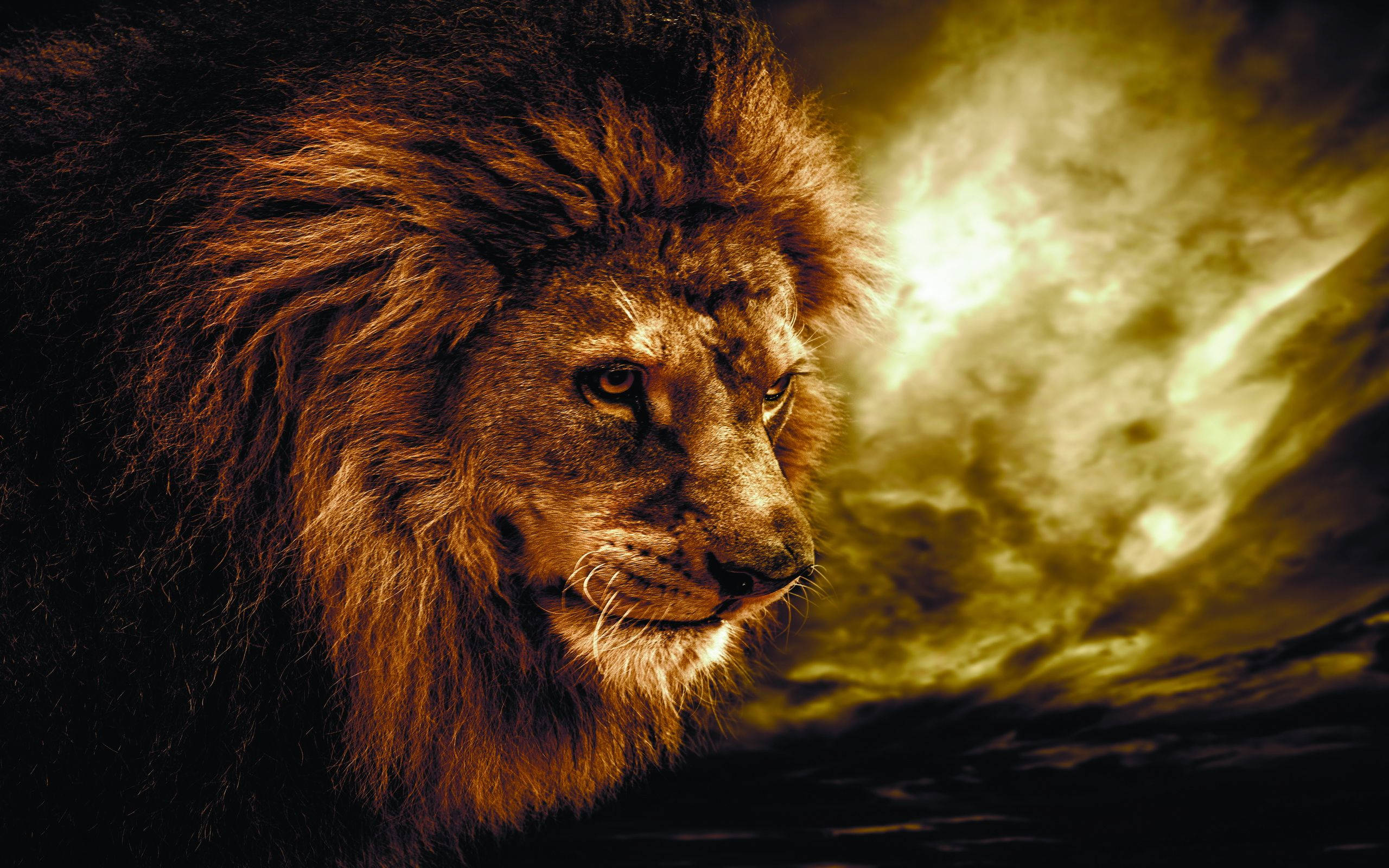 Lion, thick mane, golden sunset sky, 2K Desktop Wallpaper