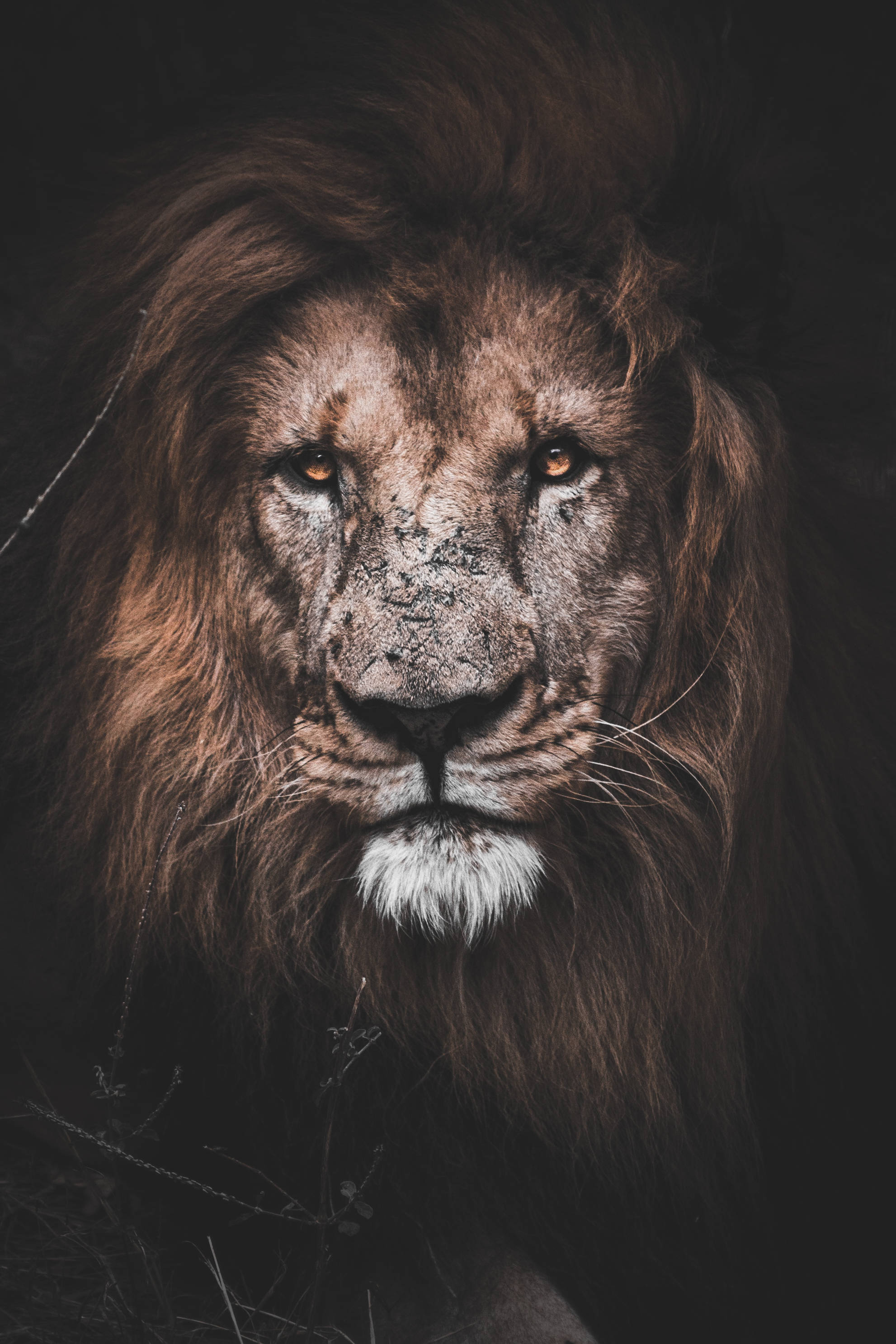majestic king of the jungle, male lion, weathered face, 2K Phone Wallpaper