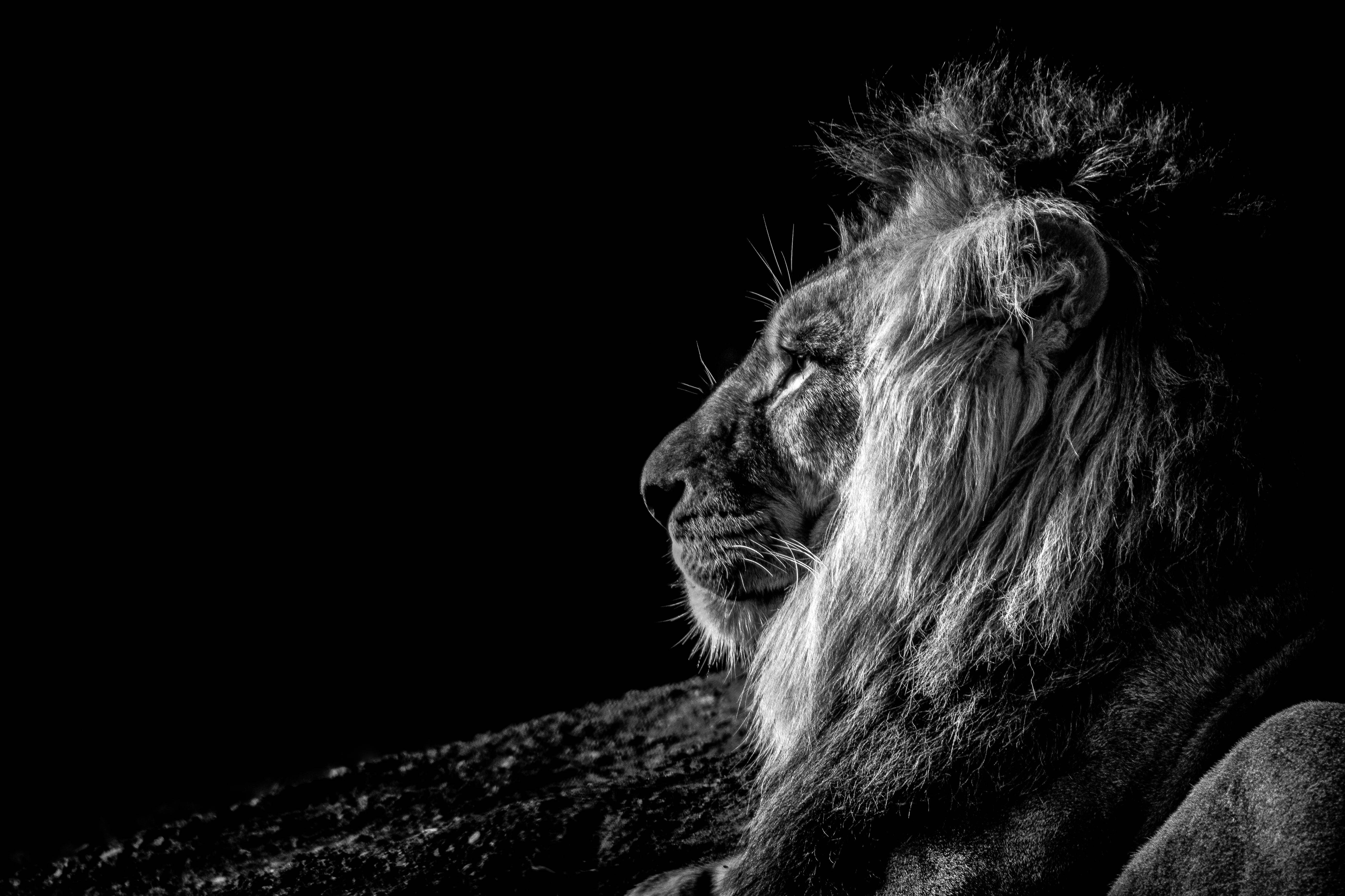 black and white lion, male lion, mane, 5K Desktop Wallpaper