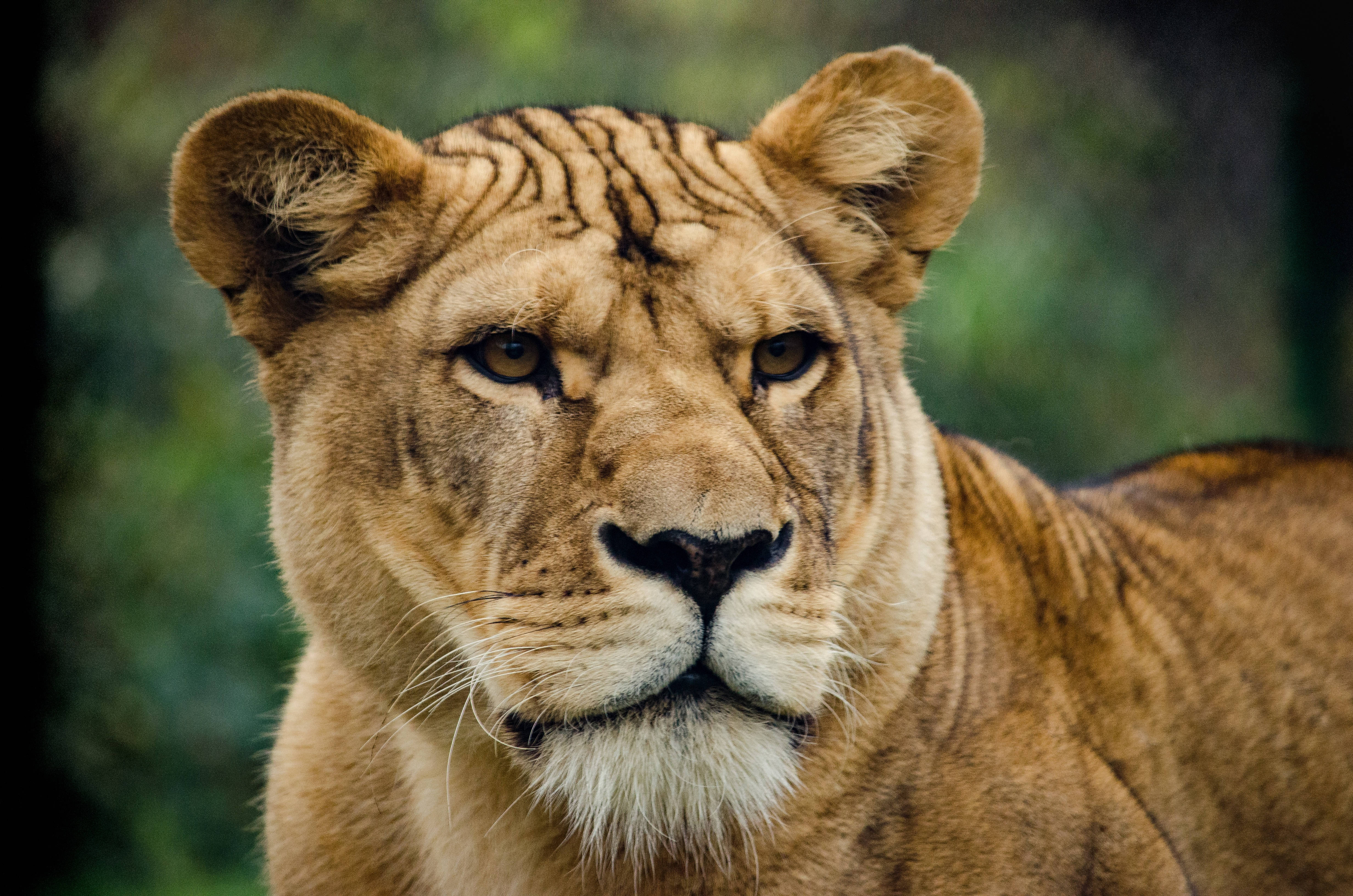 lioness, golden eyes, focused gaze, 4K Desktop Wallpaper