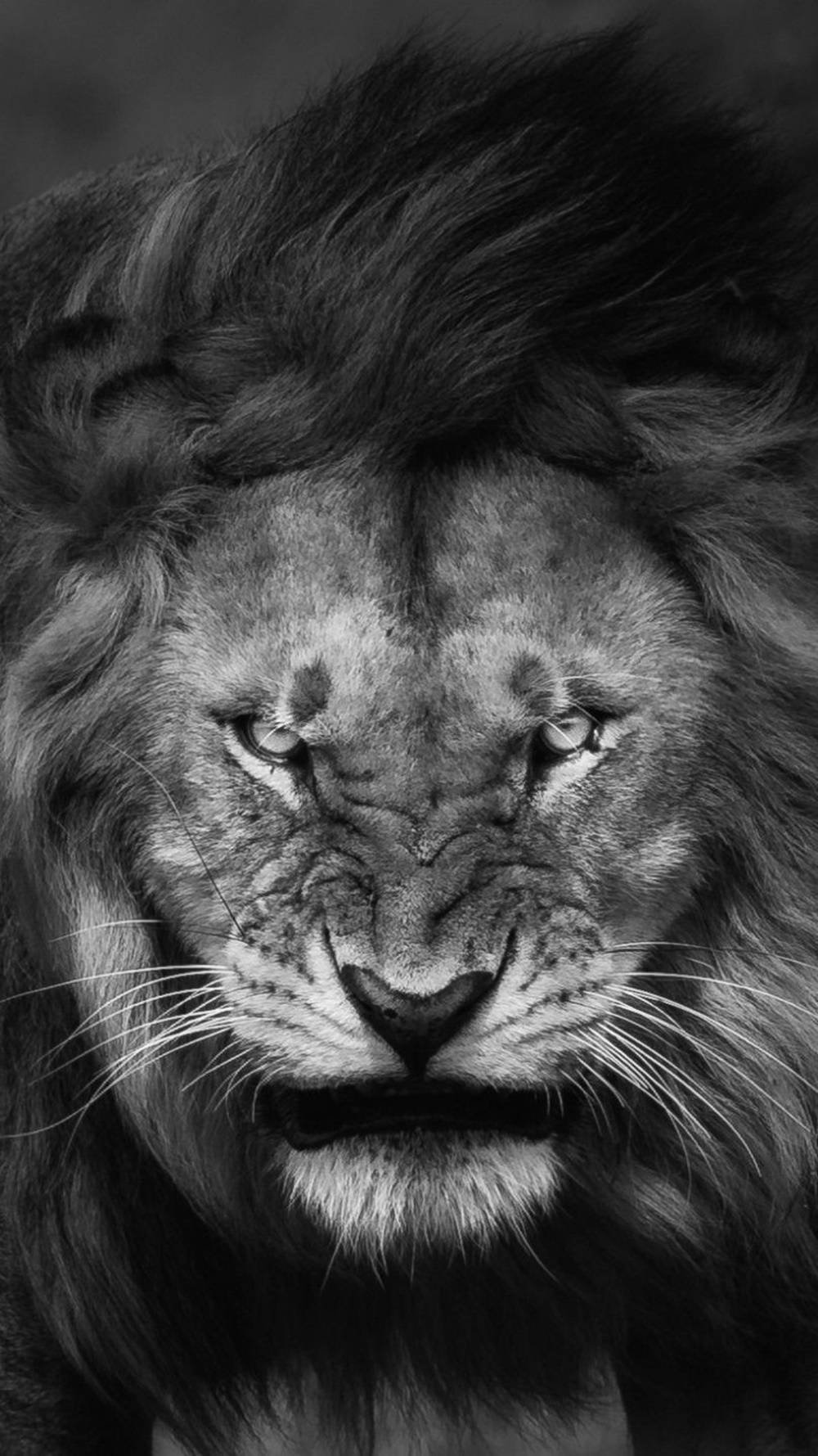 lion, iPhone, black and white portrait, HD Phone Wallpaper