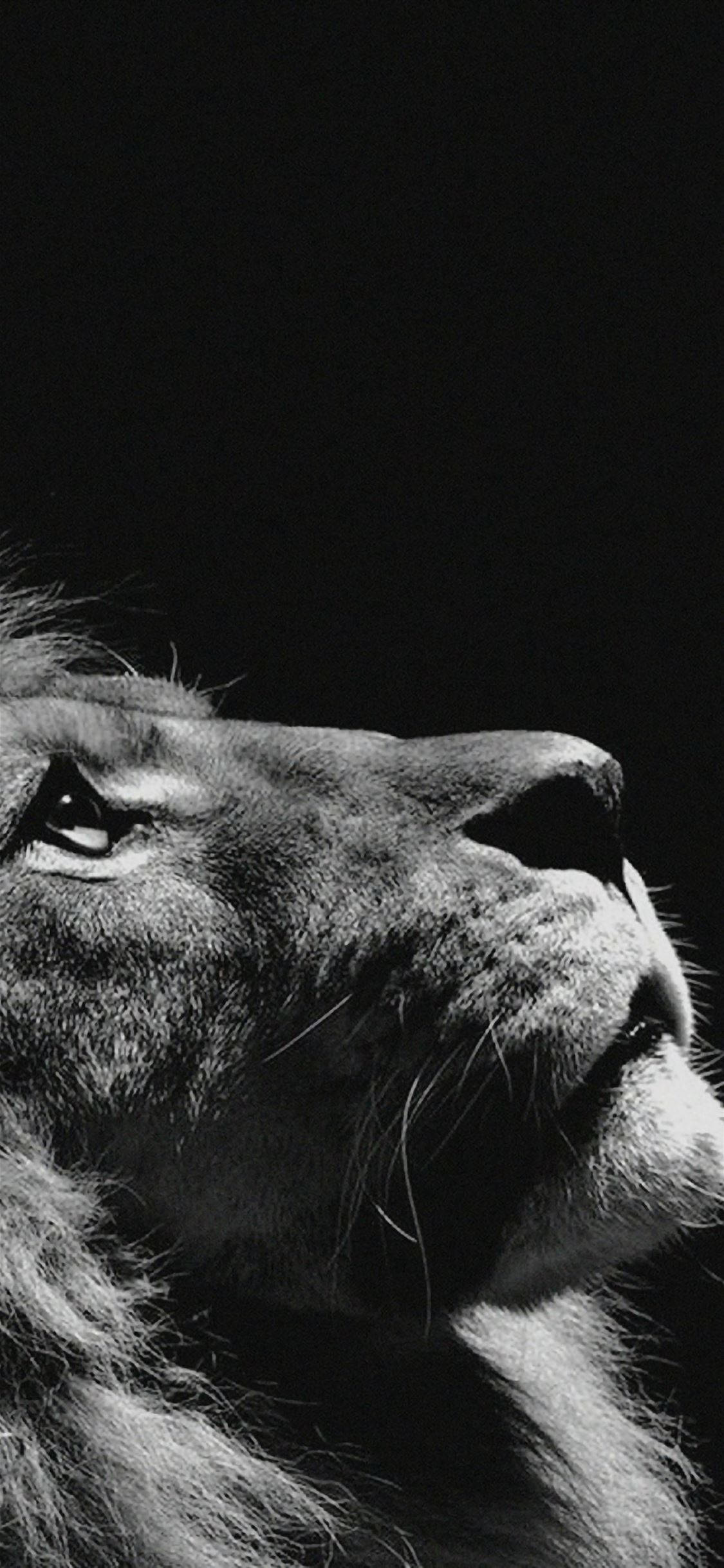 Lion, iPhone, dark, Full HD Phone Wallpaper