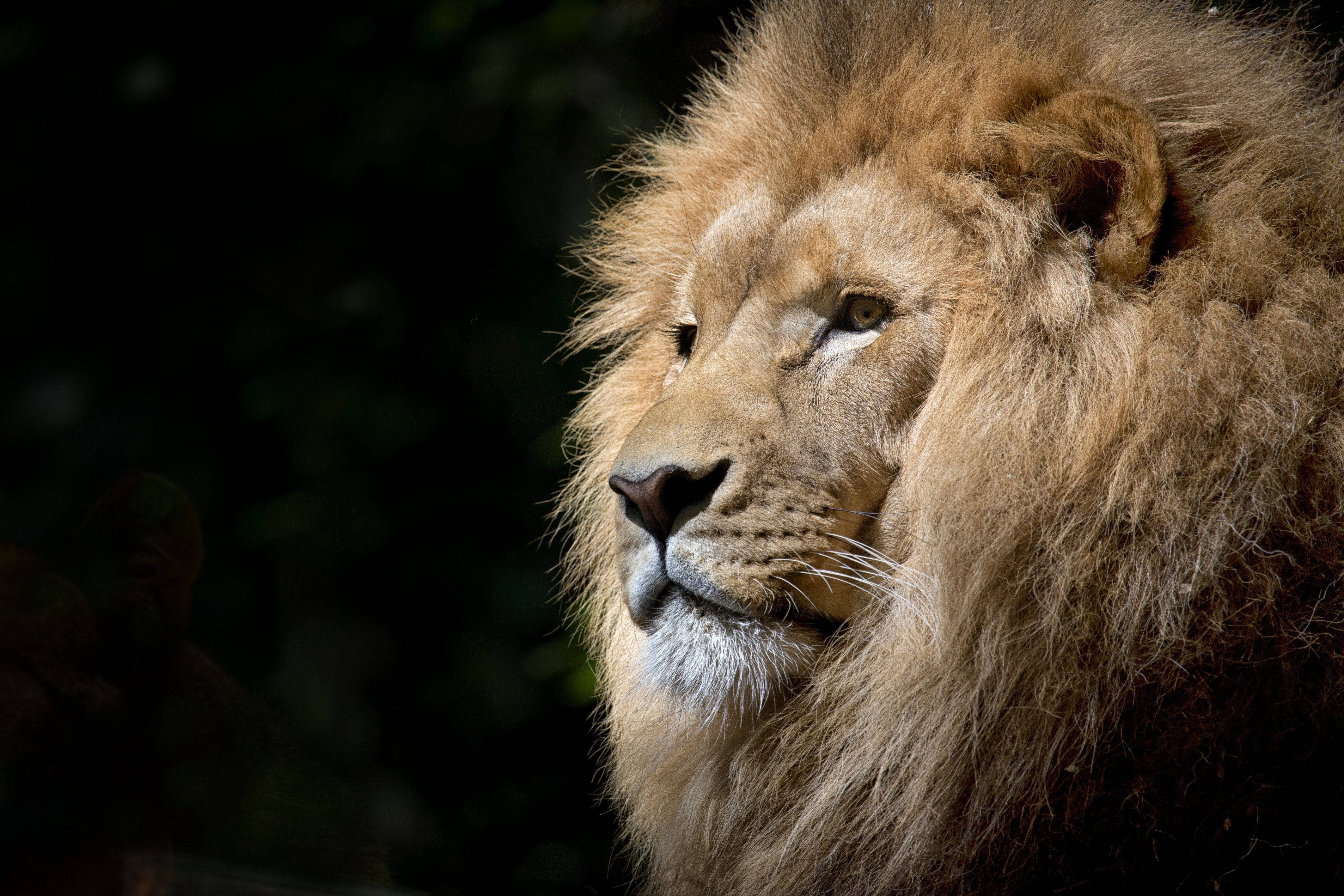 lion, male lion, thick golden mane, 4K Desktop Wallpaper
