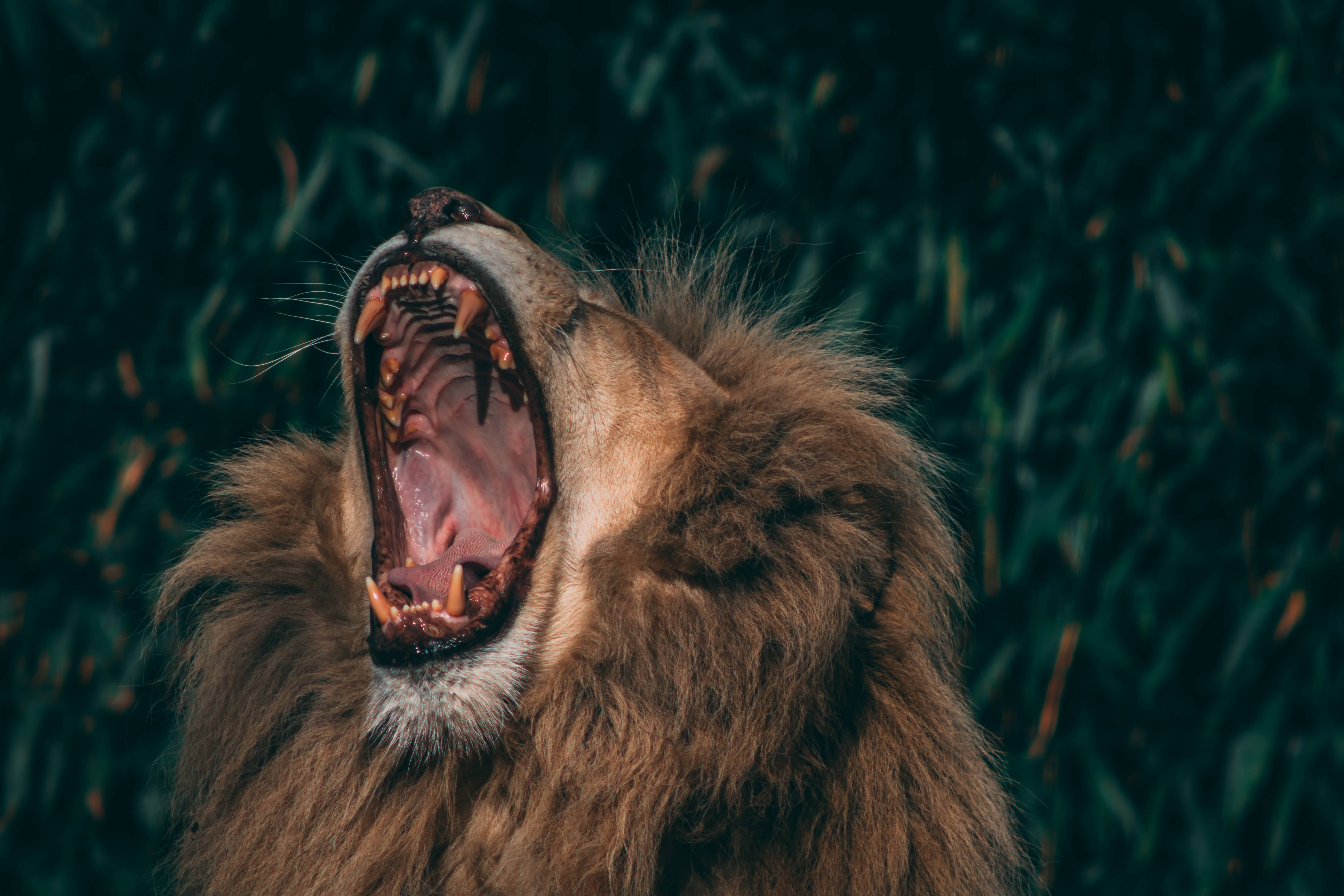angry lion, full mane, dark green foliage, 5K Desktop Wallpaper