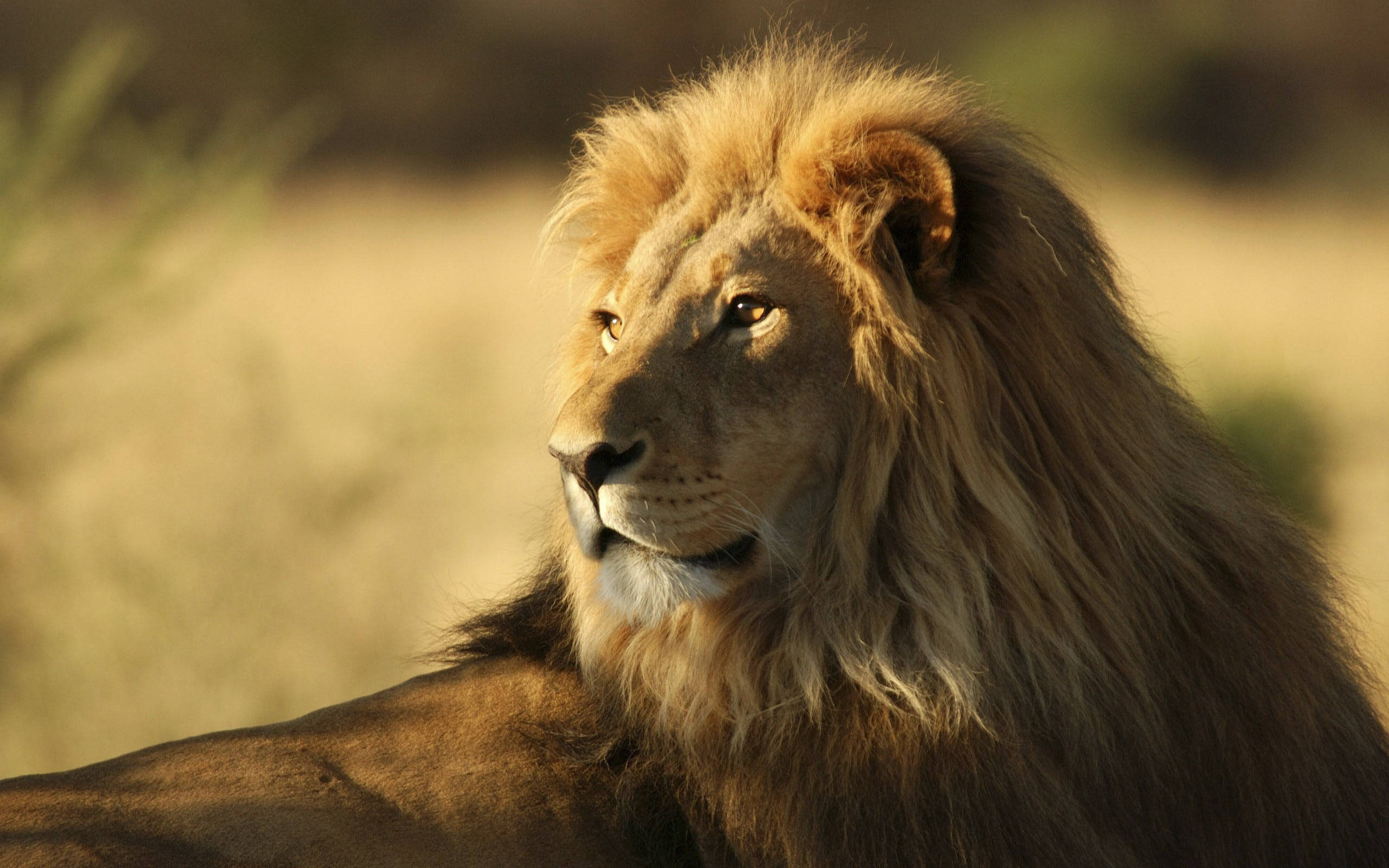 Lion, golden mane, savanna backdrop, 2K Desktop Wallpaper