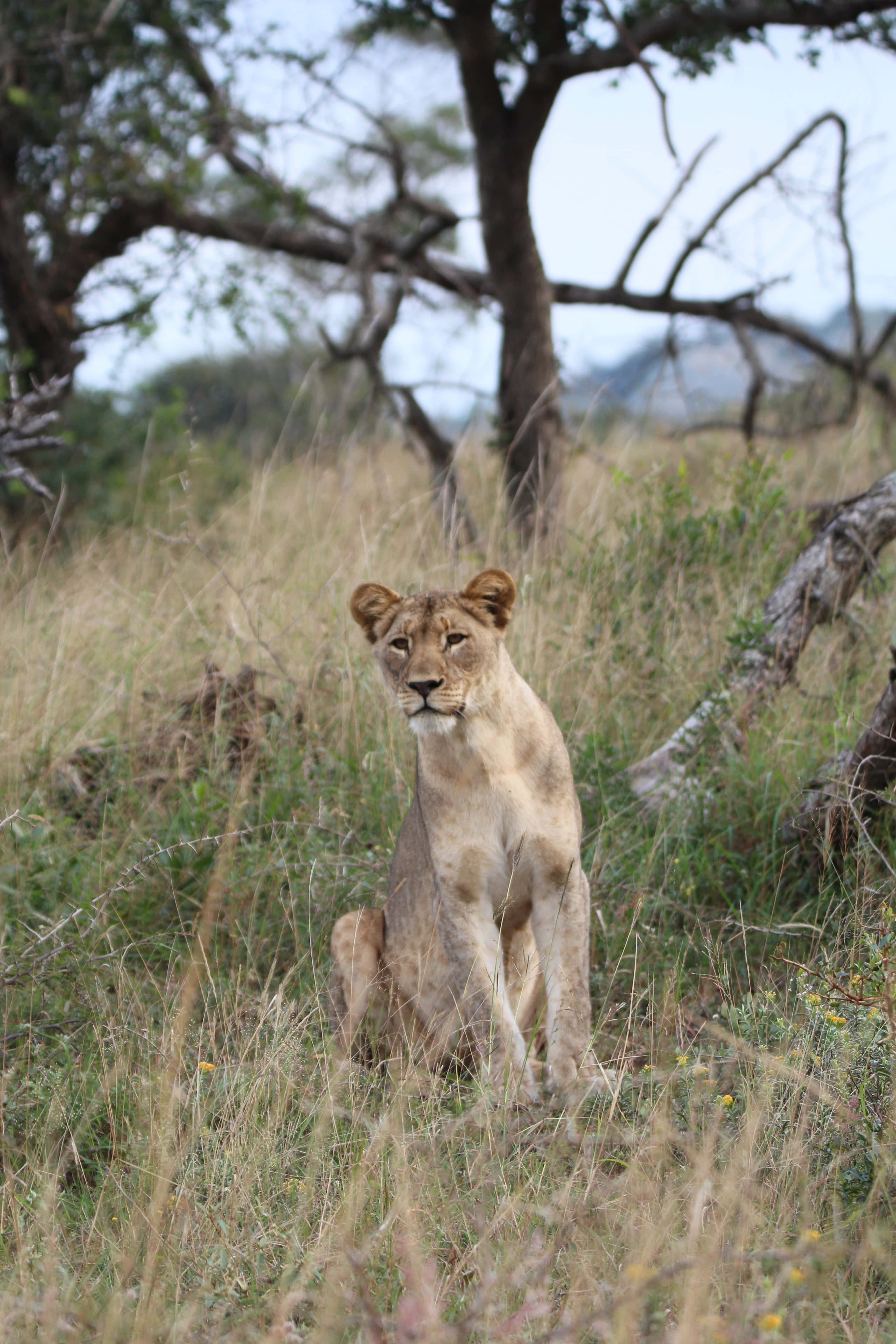 lioness, African savanna, tall golden grass, 5K Phone Wallpaper